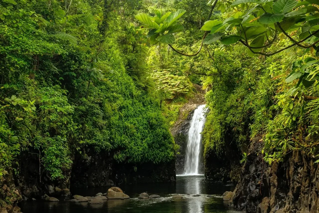 A lush, green tropical rainforest with a small waterfall flowing into a dark, calm pool surrounded by rocks.