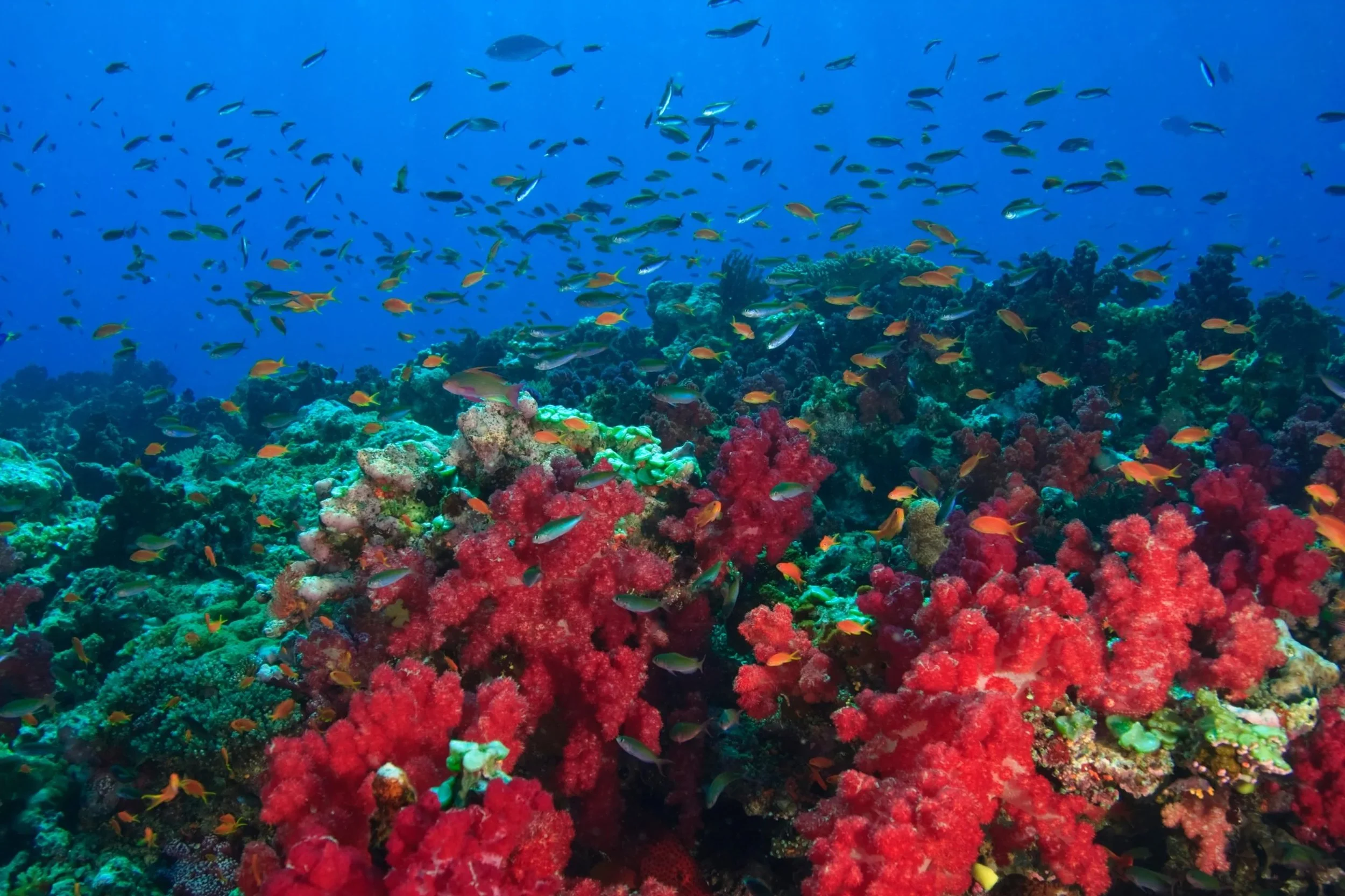 Underwater scene with colorful coral reef and numerous small fish swimming above the reef.