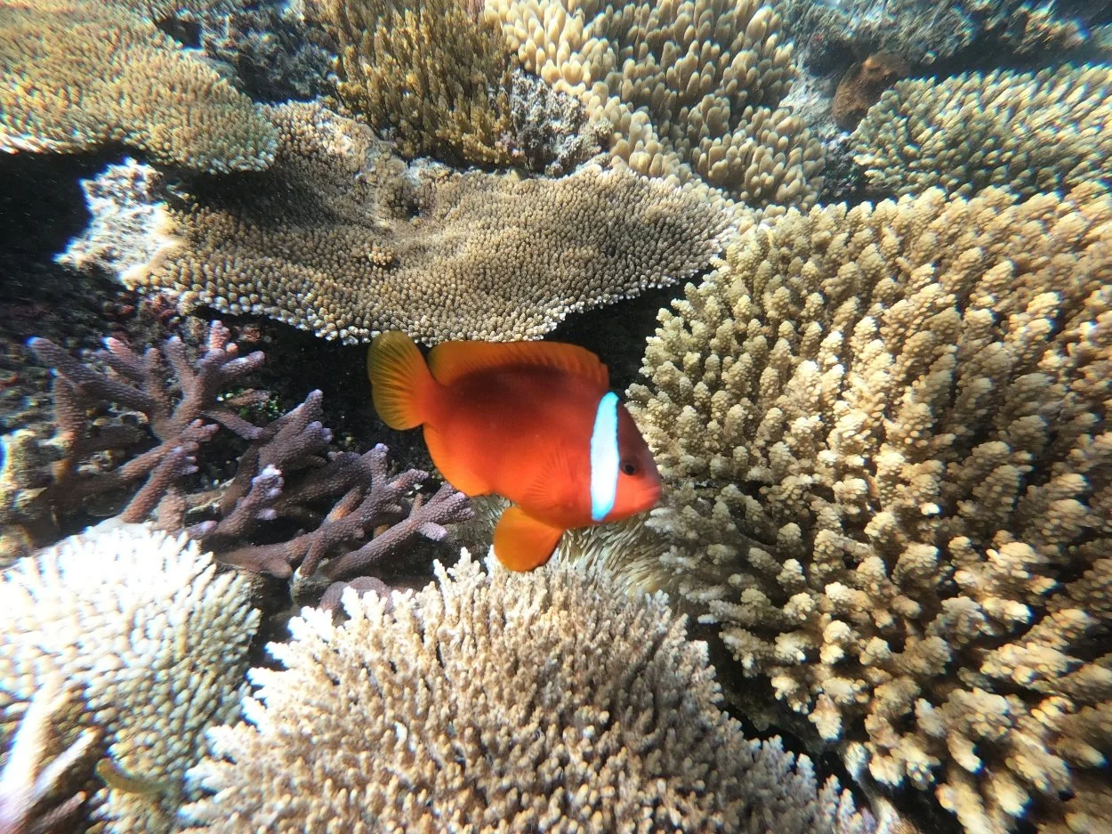 Colorful clownfish swimming among coral reefs underwater.
