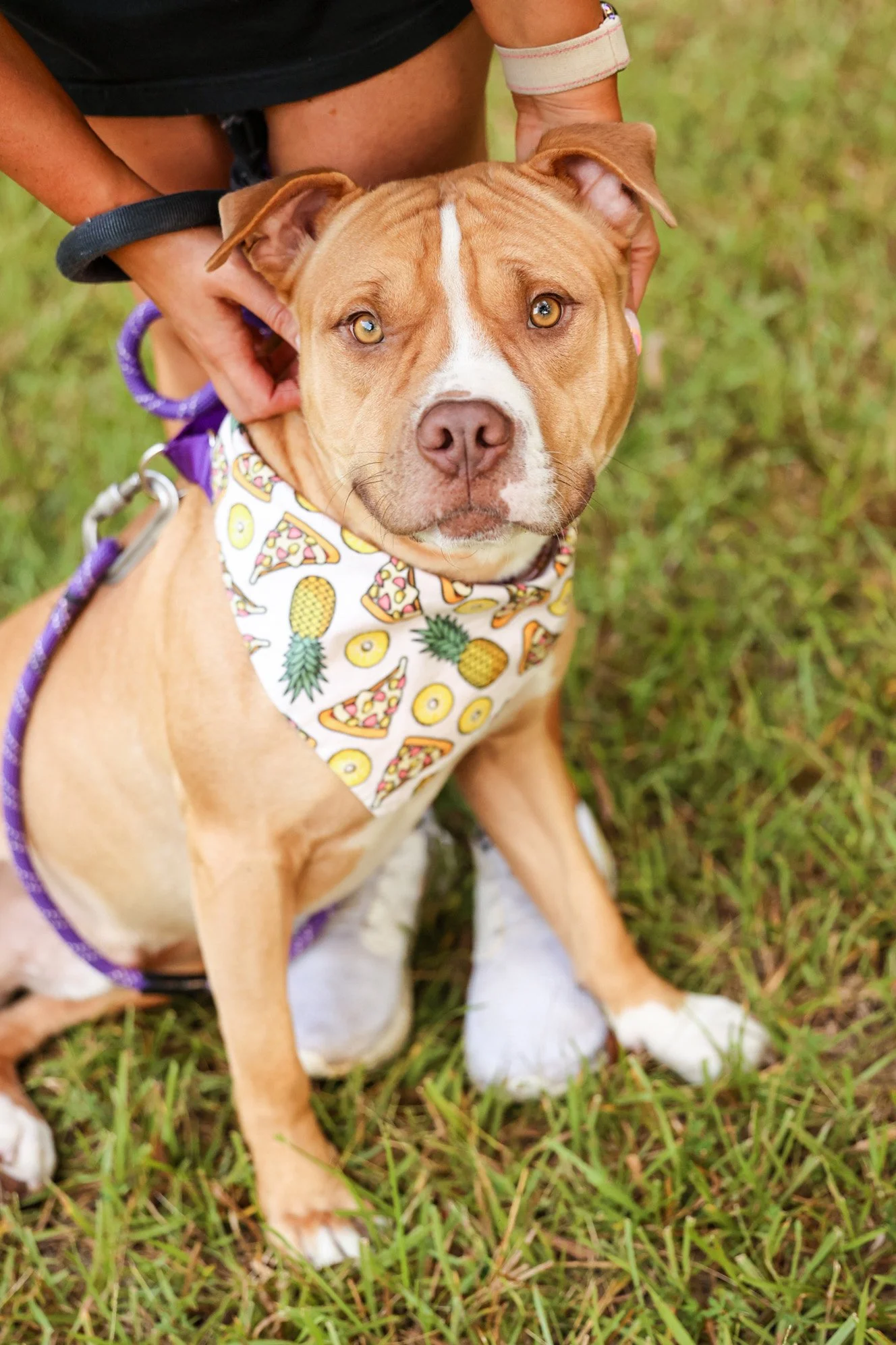 pet food distribution