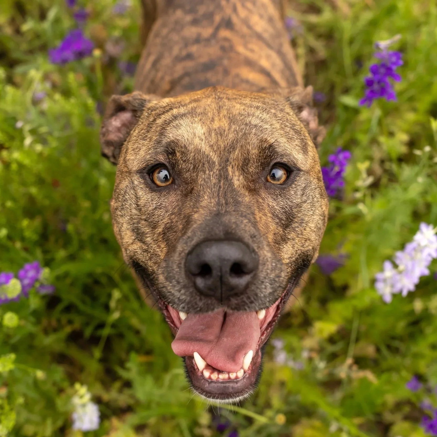 Live webinar: so you're thinking about adopting a dog...