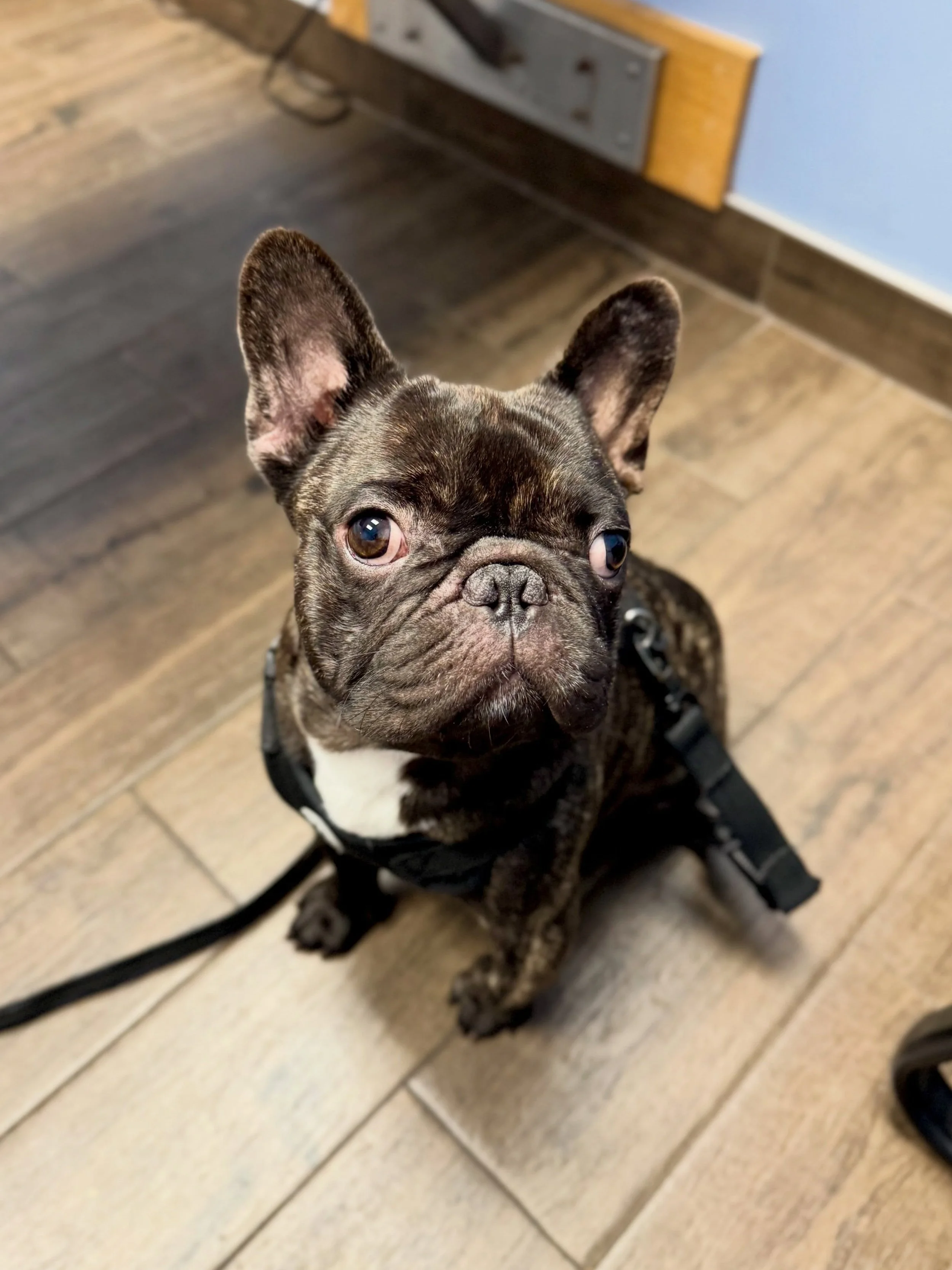 Everyone say hi to our newest Foster for Reunification program participant!

This cute little Frenchie is with us while his guardian is receiving medical treatment. We have loved taking care of him, but we&rsquo;re even more excited for him to be reu