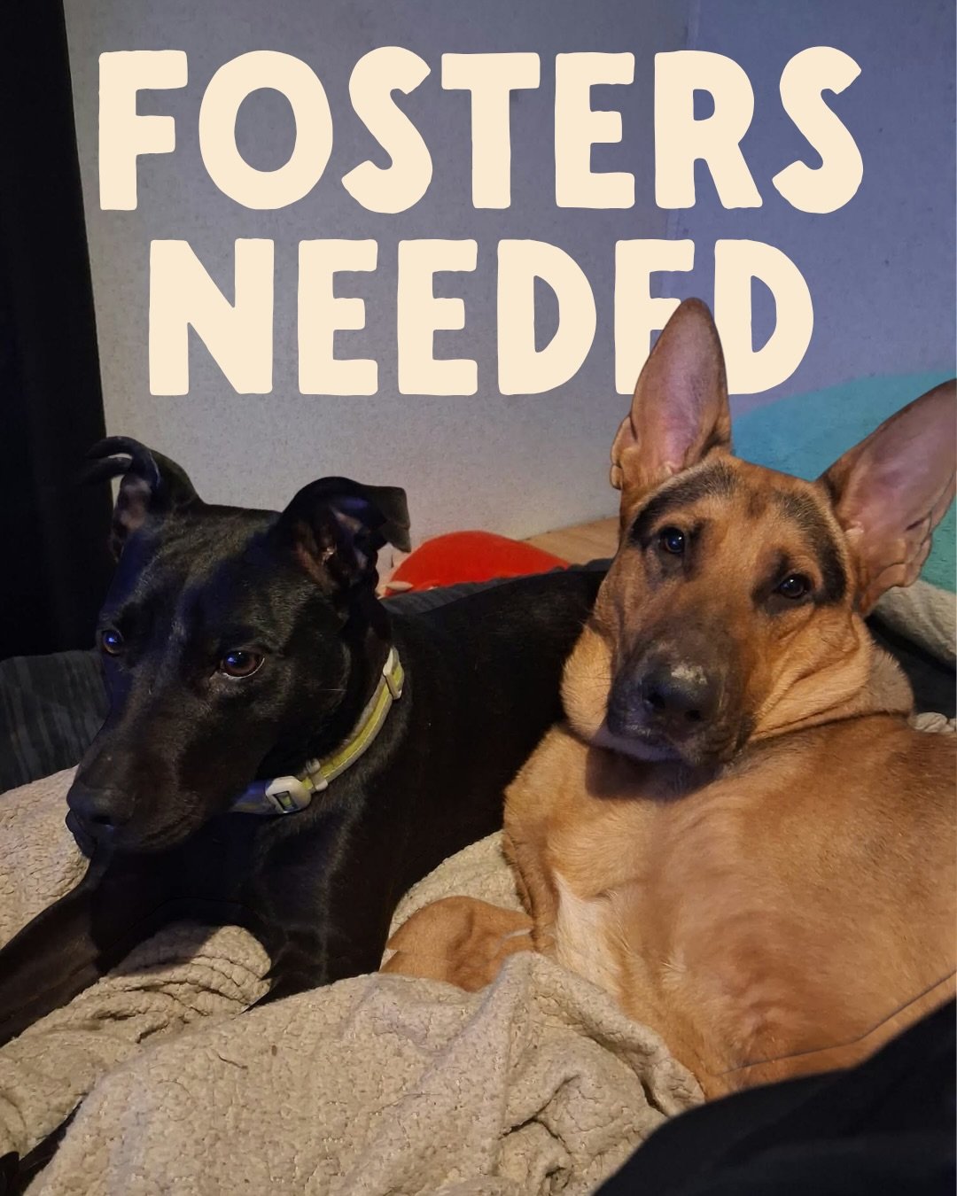 URGENT FOSTERS NEEDED!

Urgent fosters needed for two dogs (need to be in separate homes). Their owner is experiencing housing insecurity and needs temporary placement until they get back on their feet. These dogs will be reunited with their owner, N