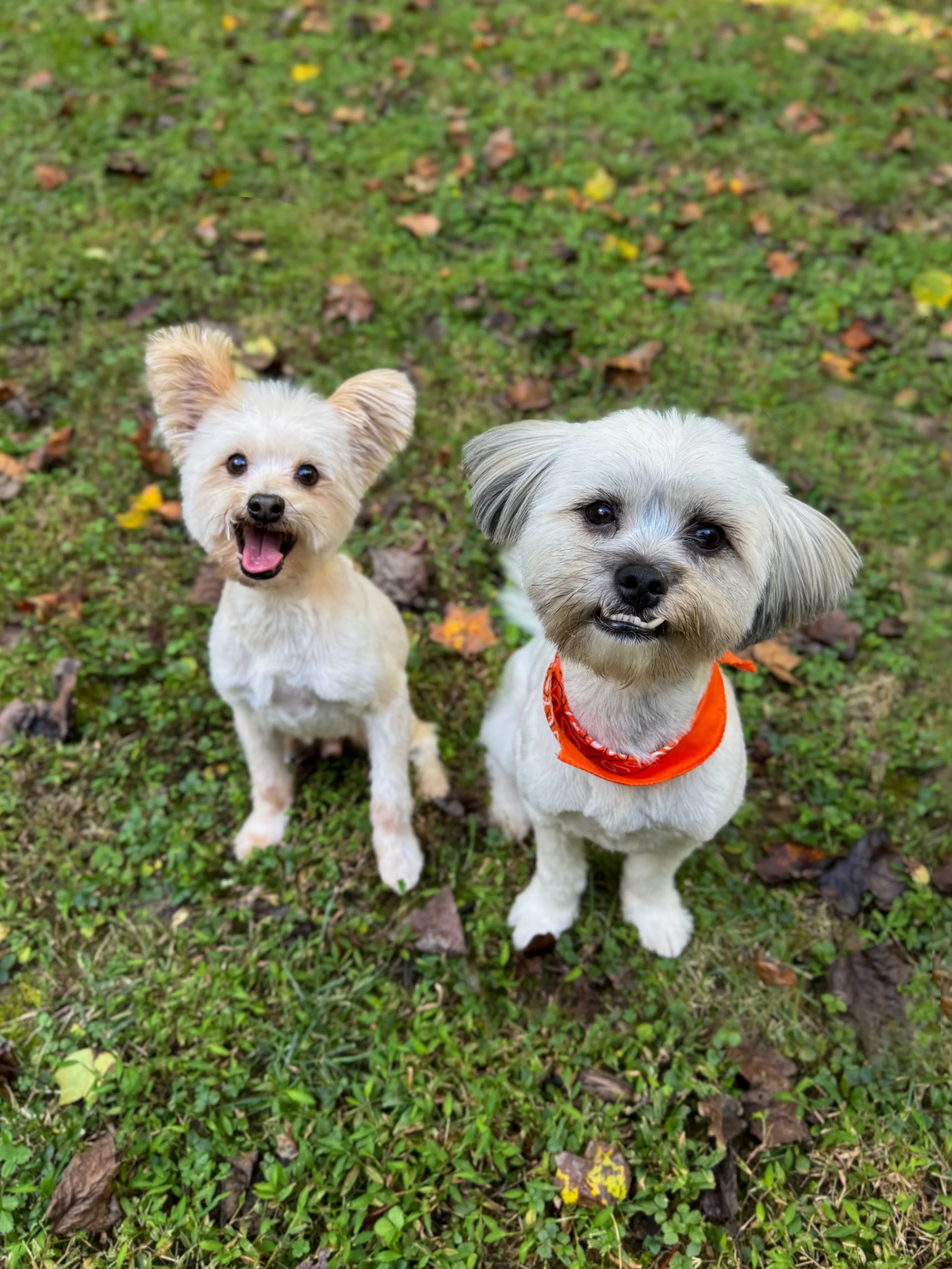 REUNITED 🩷

After 10 weeks in our care, our first fosters were reunited with their guardian. They were SO excited to see her and hopped right into her car without looking back. 

Their guardian overcame so many obstacles to find a home where they co
