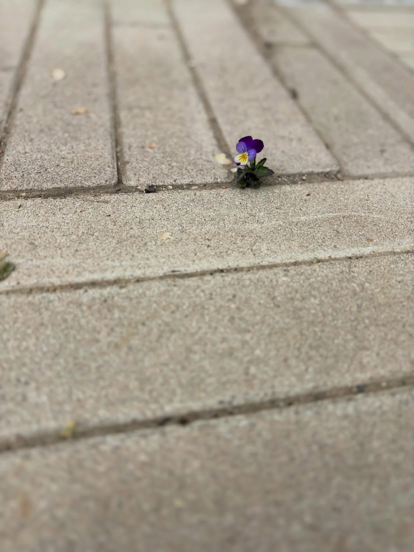 This little lone viola in the sidewalk crack at @blackcatboulder. Fearless blooming brave girl.

#tinytuesday Sharing my love for everything tiny on Tuesdays.