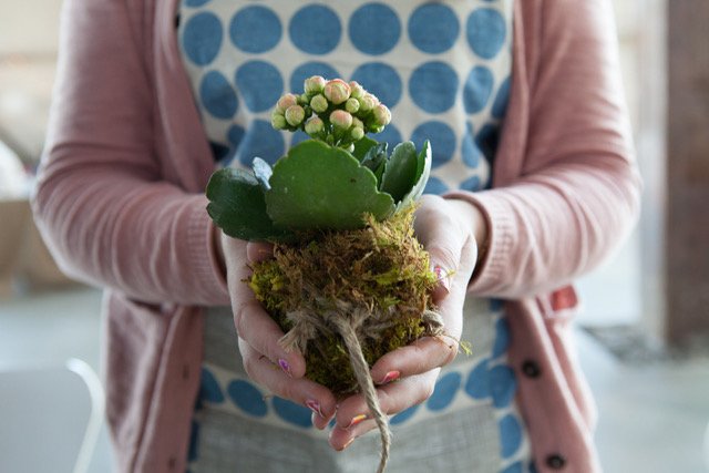Person holding a potted flowering plant with pink buds and green leaves indoors.