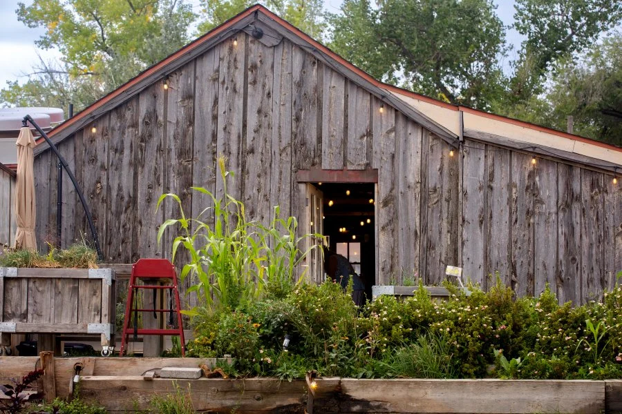 Rustic wooden barn with string lights, tall corn plants, and garden beds in front.