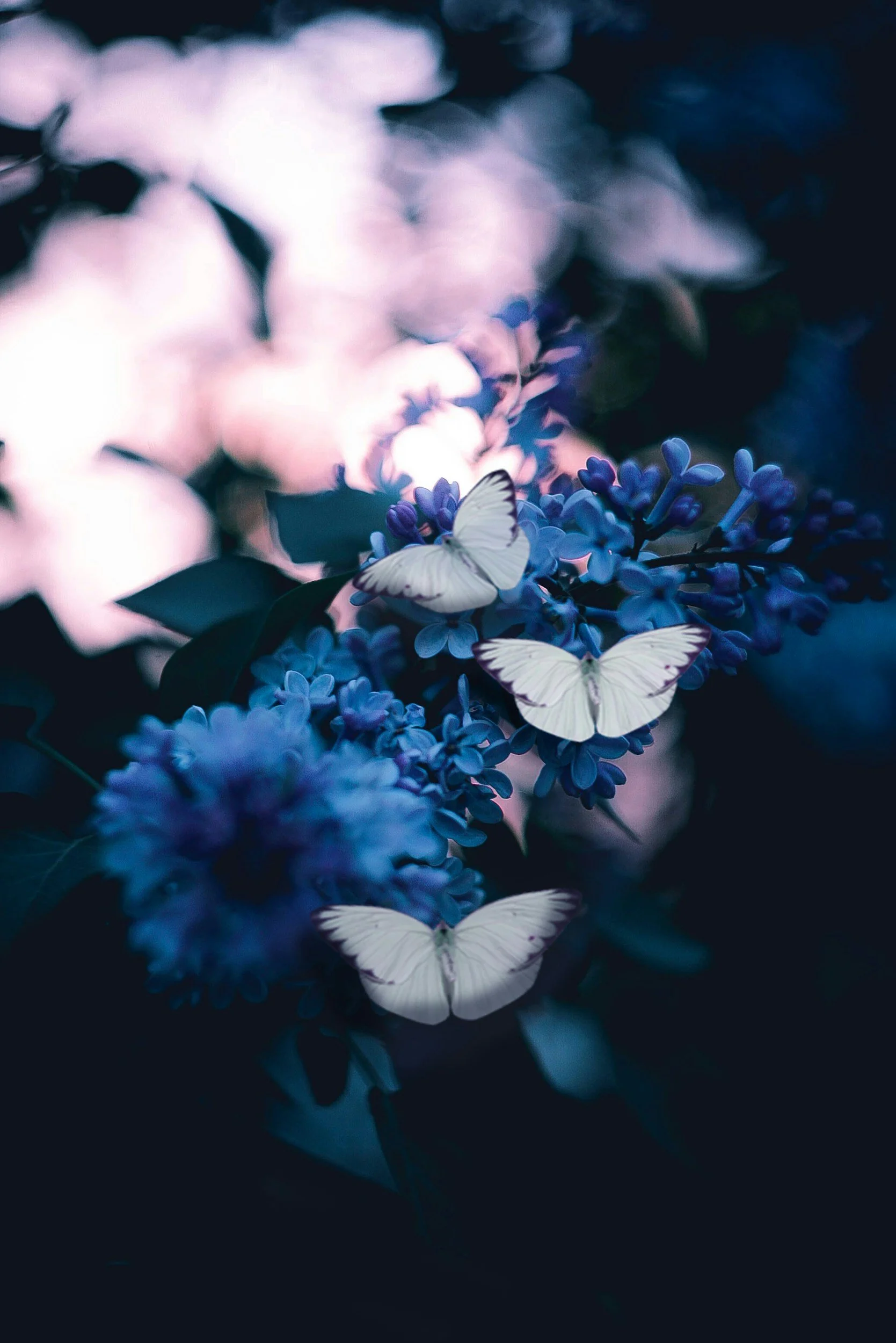 Three white butterflies perched on purple-blue flowers with a dark, blurred background.