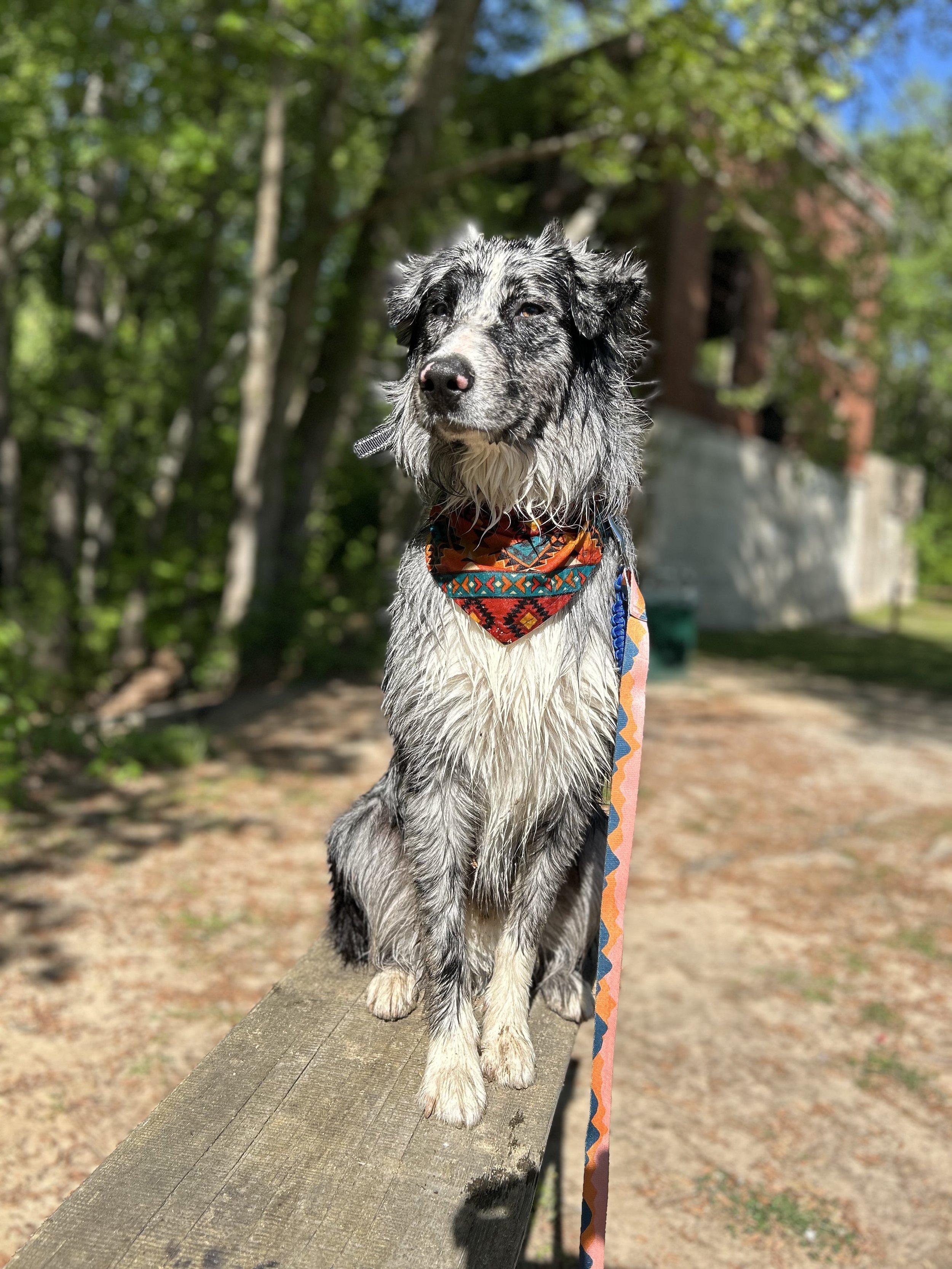 Dog Bandana