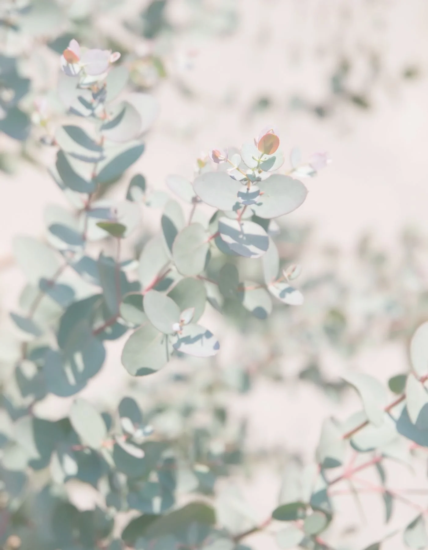 Close-up of eucalyptus leaves with soft shadows and light background.