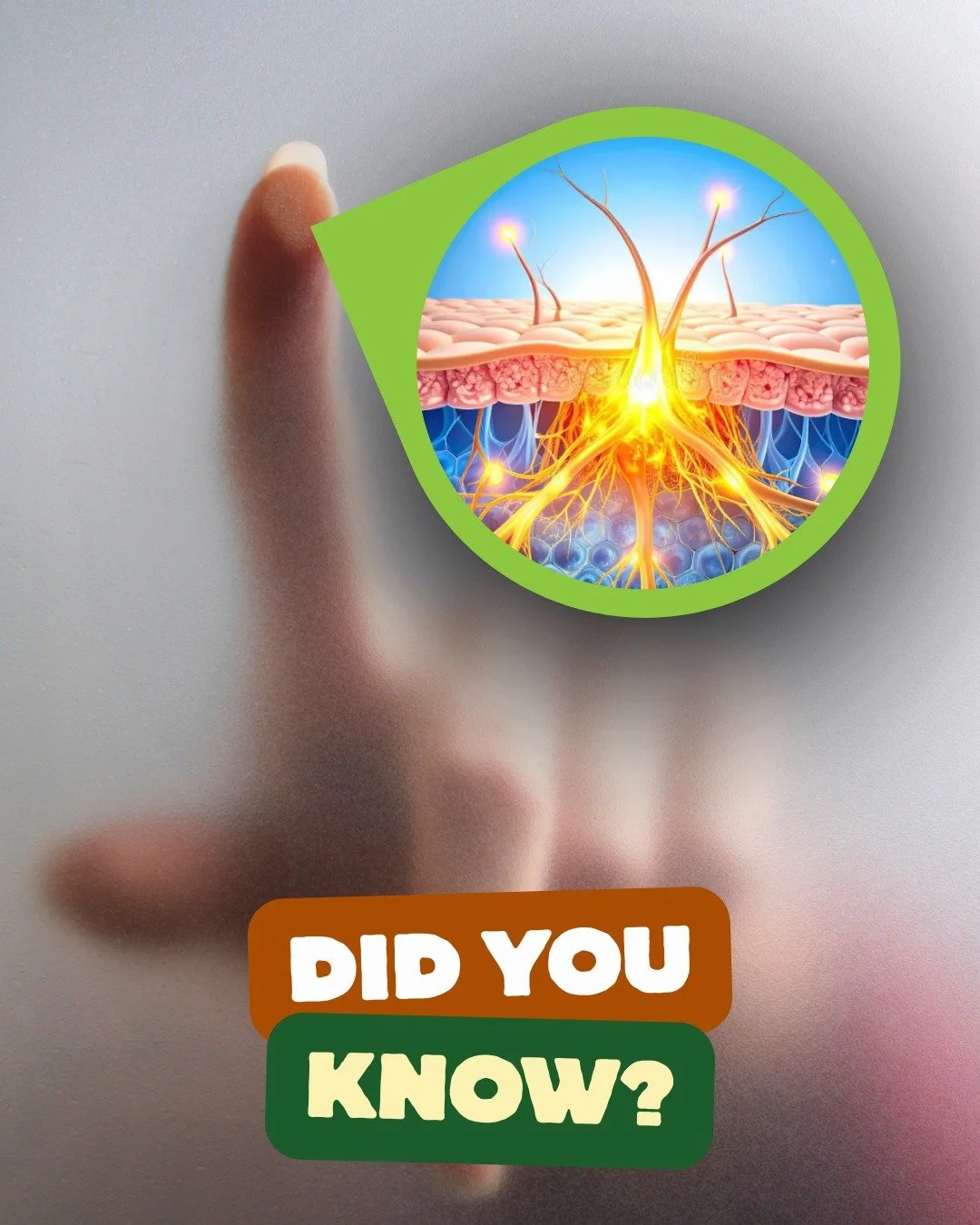 💆 Massage Therapy Trivia: Touch Power

Fun fact: Your skin has about 5 million touch receptors &mdash; 3,000 in just one fingertip!
That&rsquo;s why a skilled therapist&rsquo;s touch can make such a profound difference.

#TouchTherapy #MassageScienc