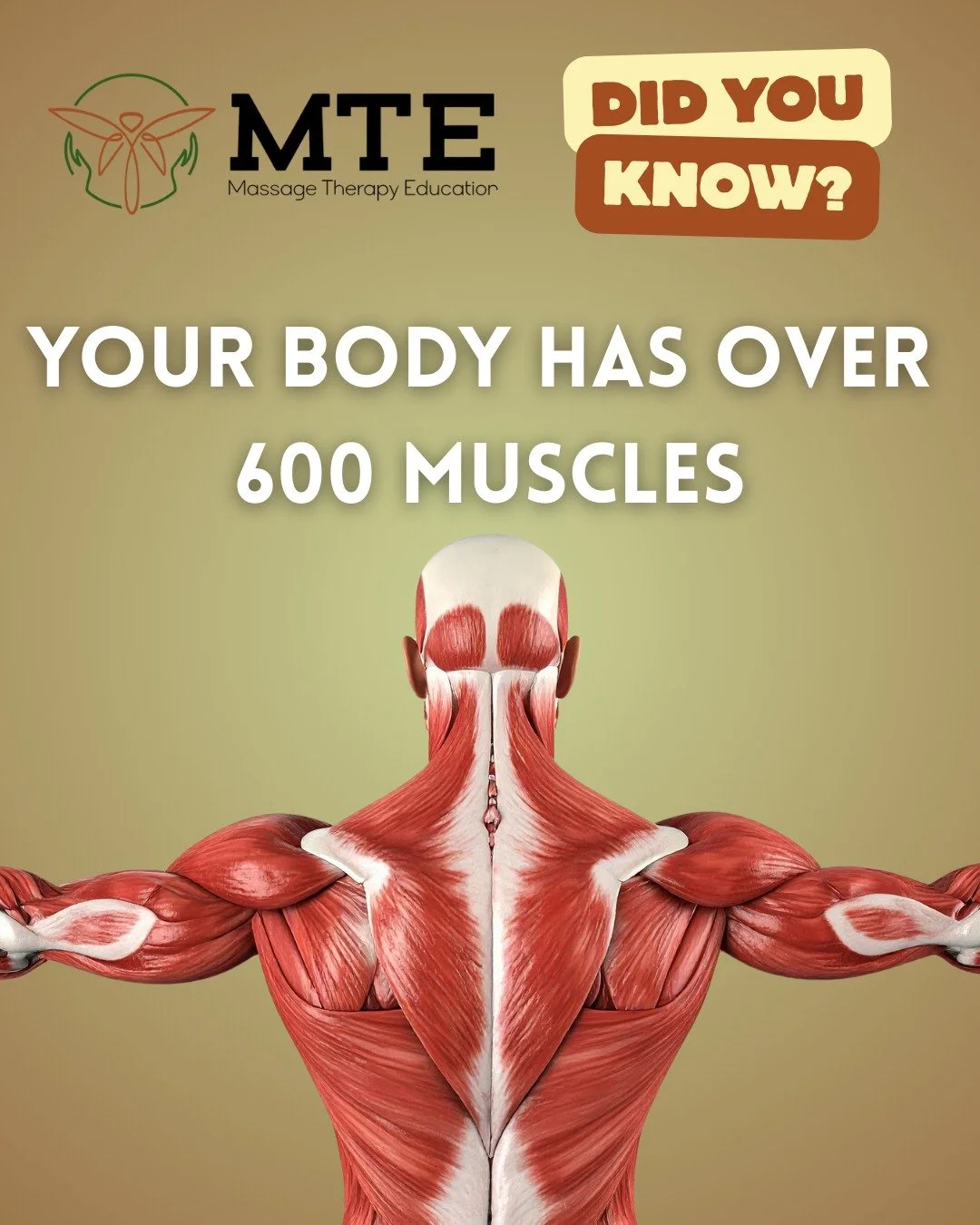 Did You Know?

💡 Fact: Your body has over 600 muscles&hellip; and massage therapy helps keep them working as a team.
At MTE, we don&rsquo;t just teach techniques&mdash;we teach therapists how to understand the body like a language.

✨ Ready to learn