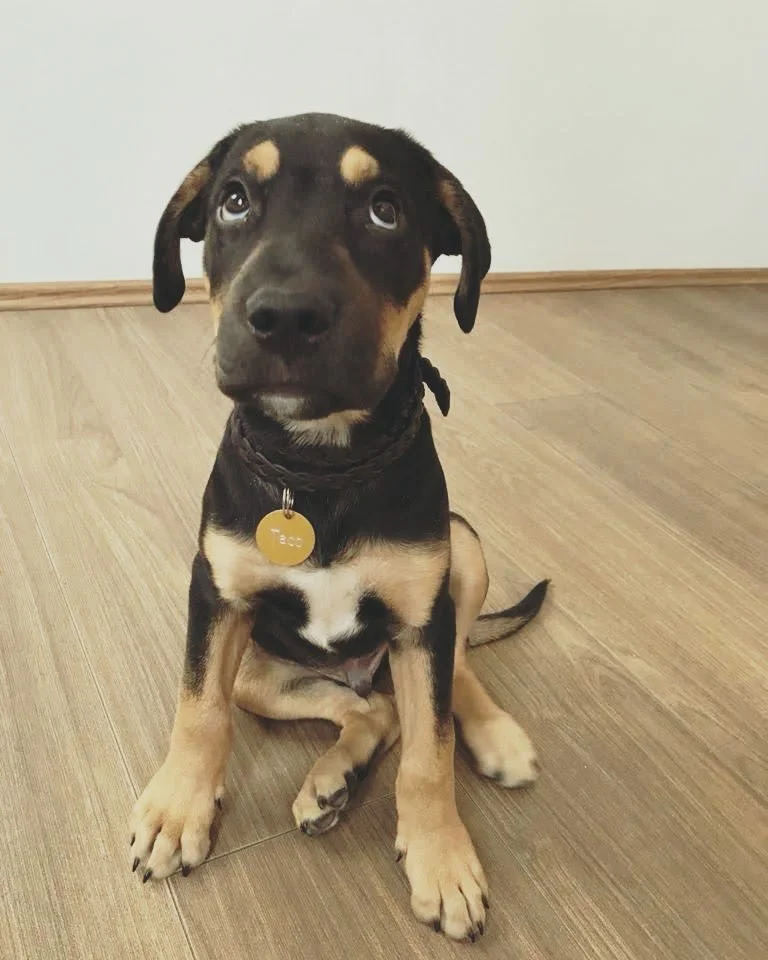 This is Taco. 🐶

He&rsquo;s been my hiking partner, my shadow, and my constant office companion. A few months ago, due to a custody arrangement, I lost him.

Taco is alive and well, but he&rsquo;s no longer with me. If you&rsquo;ve ever loved a dog 