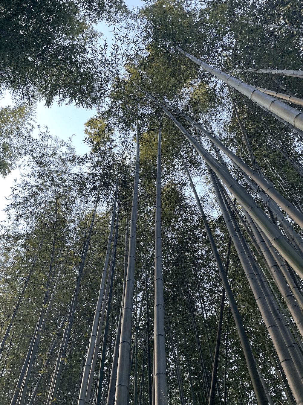 Bamboo trees