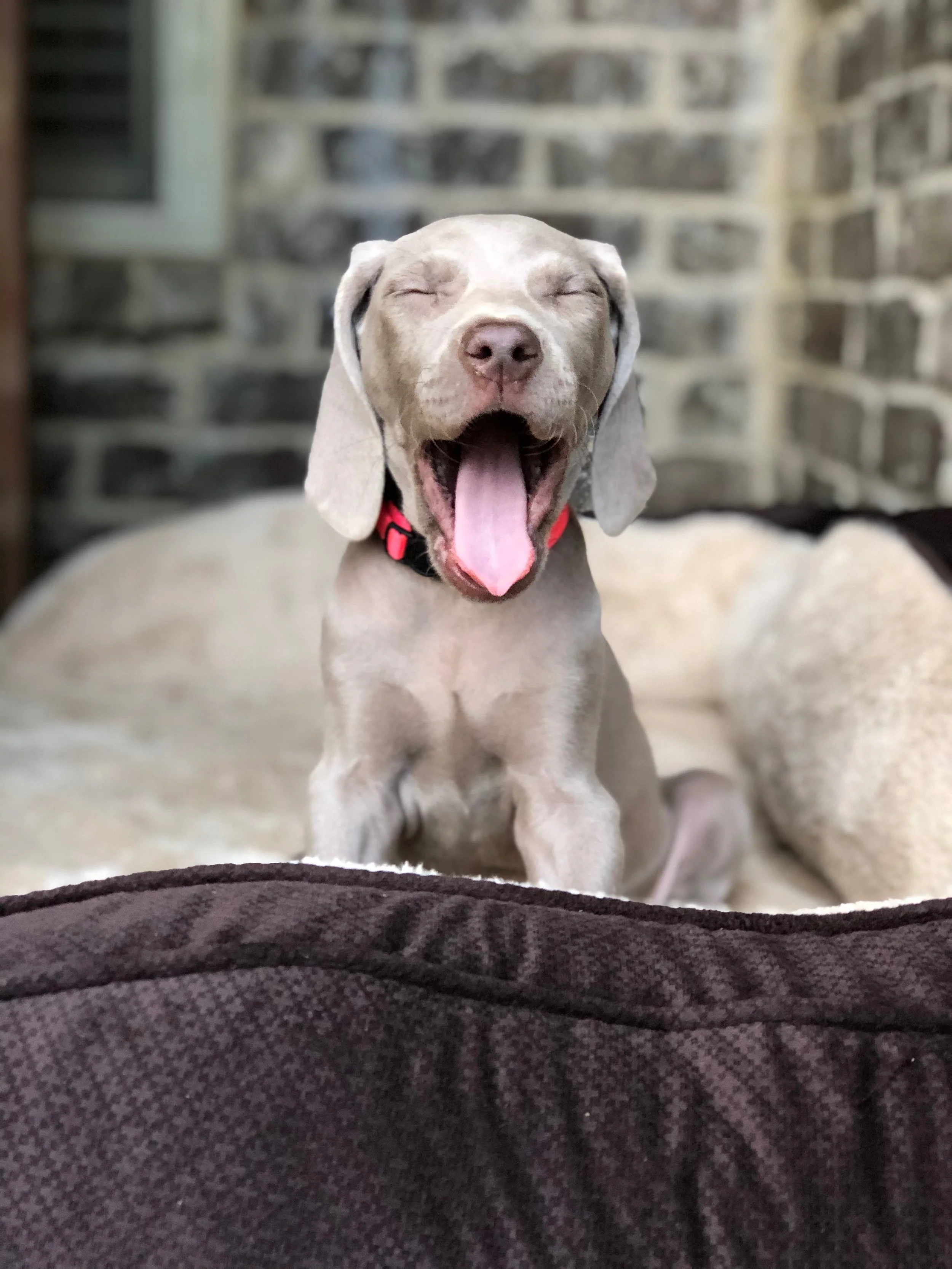 Puppy Daycare. Puppy Dog Boarding. Large dog dog boarding. outside dog boarding. Premium dog boarding
