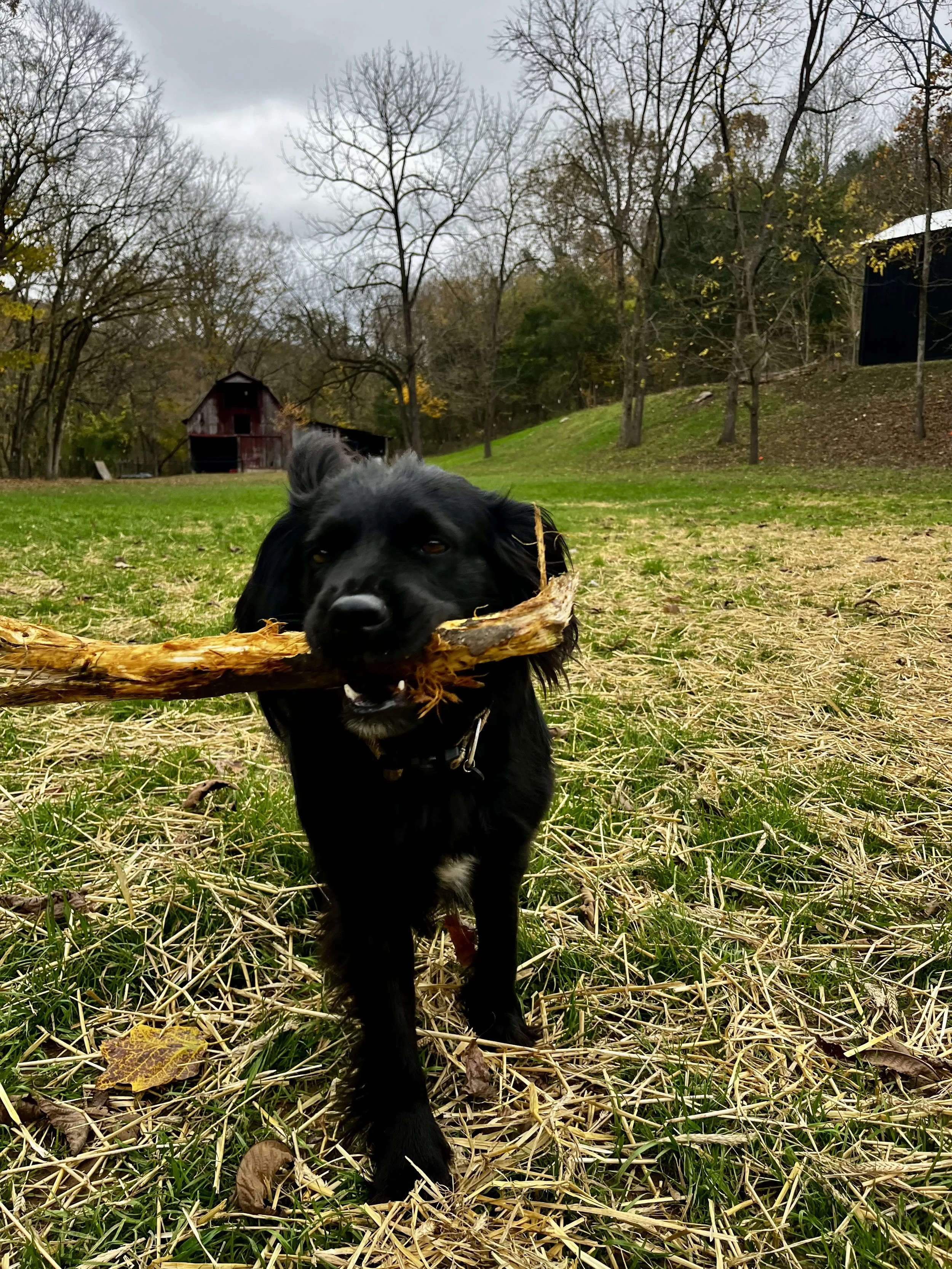 Best dog boarding near me. Best doggy daycare near me. Best dog daycare near me. 