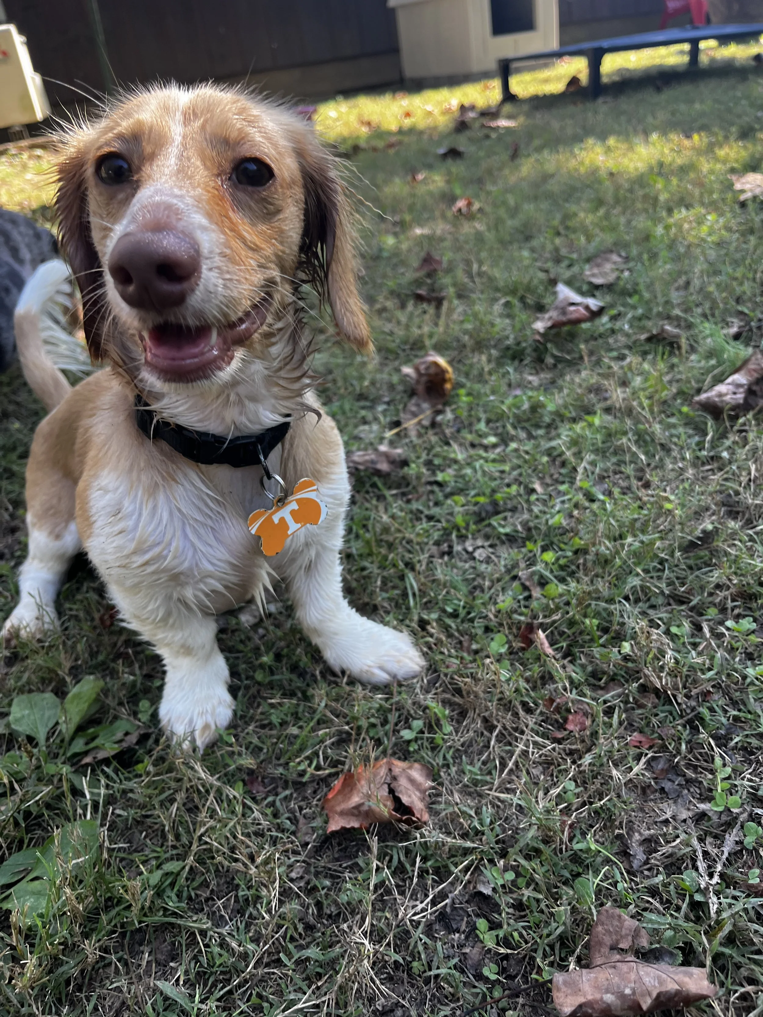 Holistically inspired dog boarding. Farm-Style dog boarding. Barker's Farm. Dog Boarding near me. Dog daycare near me. 