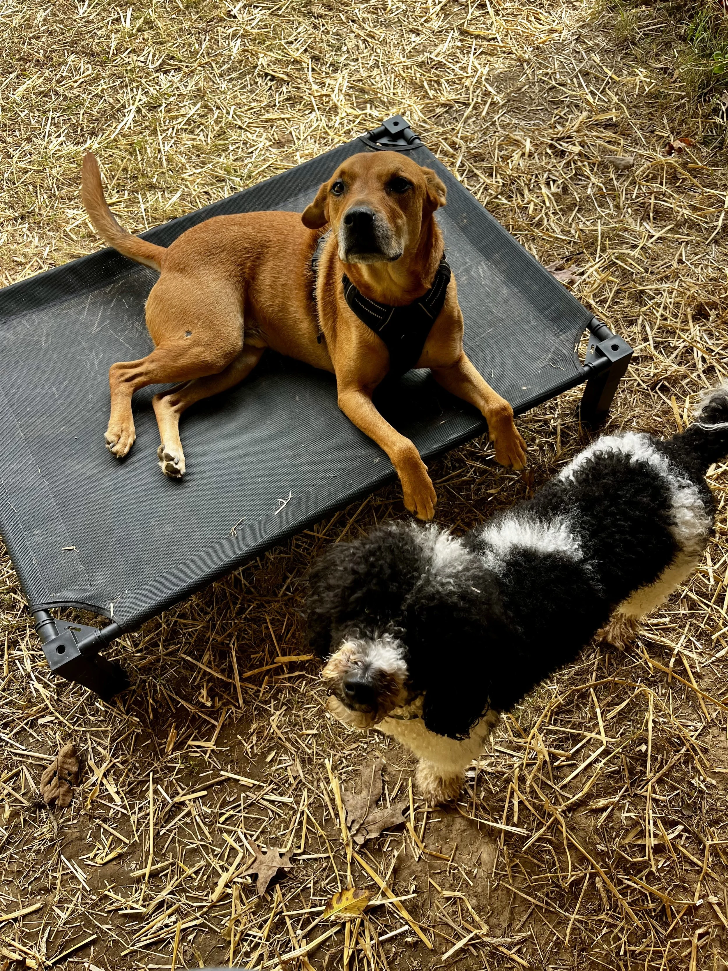Summer dog boarding near me. Holiday dog boarding. summer doggy daycare 