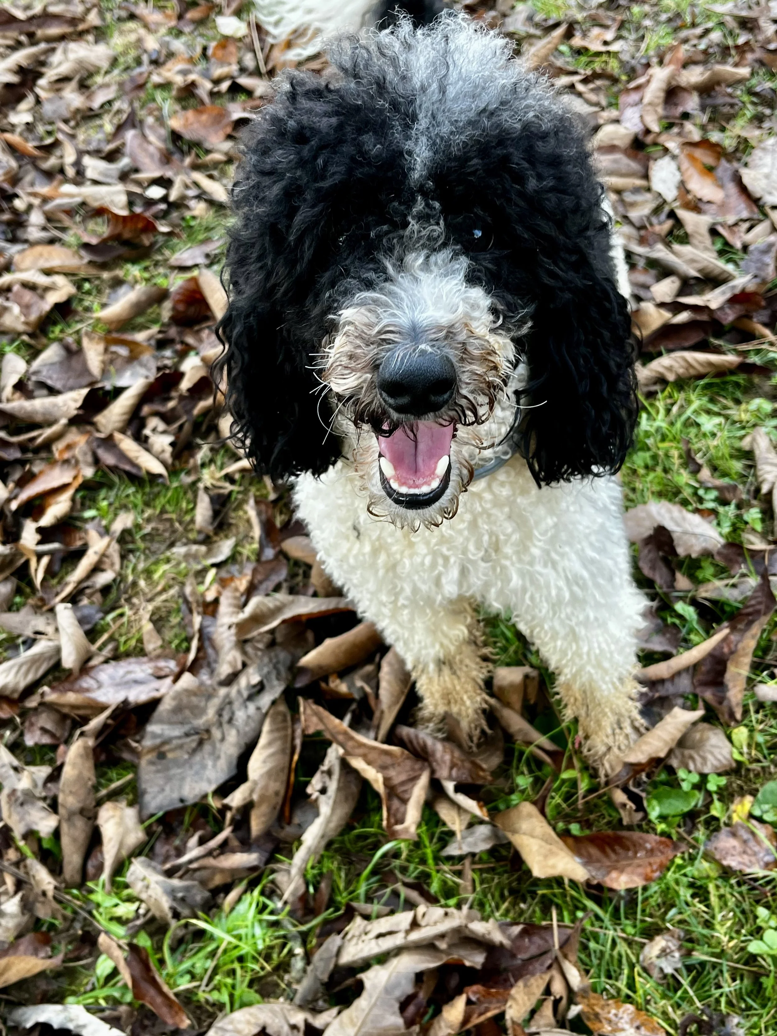 Safe dog boarding. safe dog daycare. Dog boarding near airport. dog boarding on the way to BNA. Dog boarding on the way to the air port. Overnight dog boarding for holidays. Weekend dog boarding near me. 