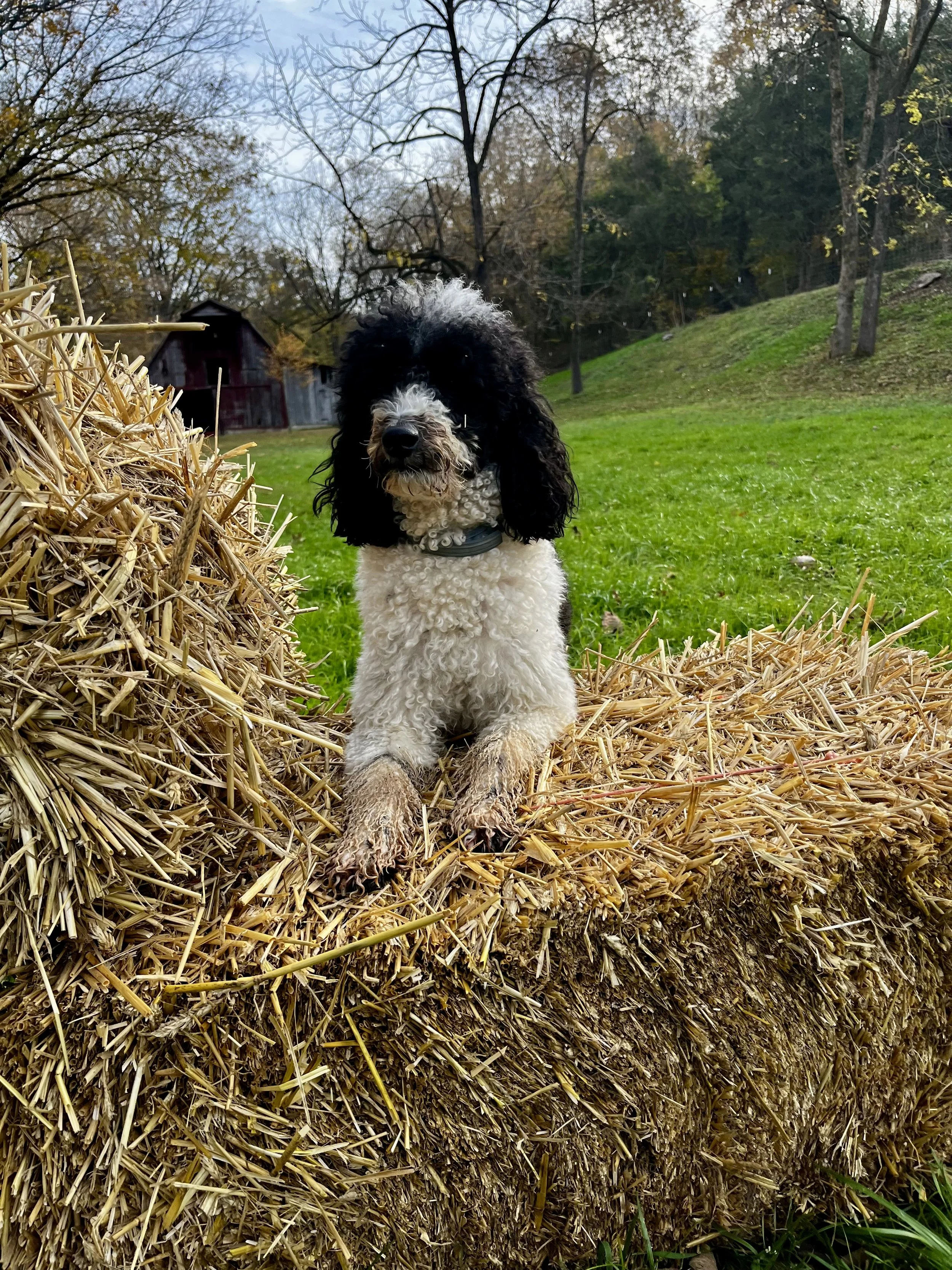 Farm-Style Doggy Daycare. Dog Daycare outside. 