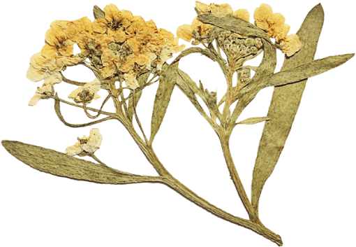 Dried yellow flowers with green leaves on a black background.