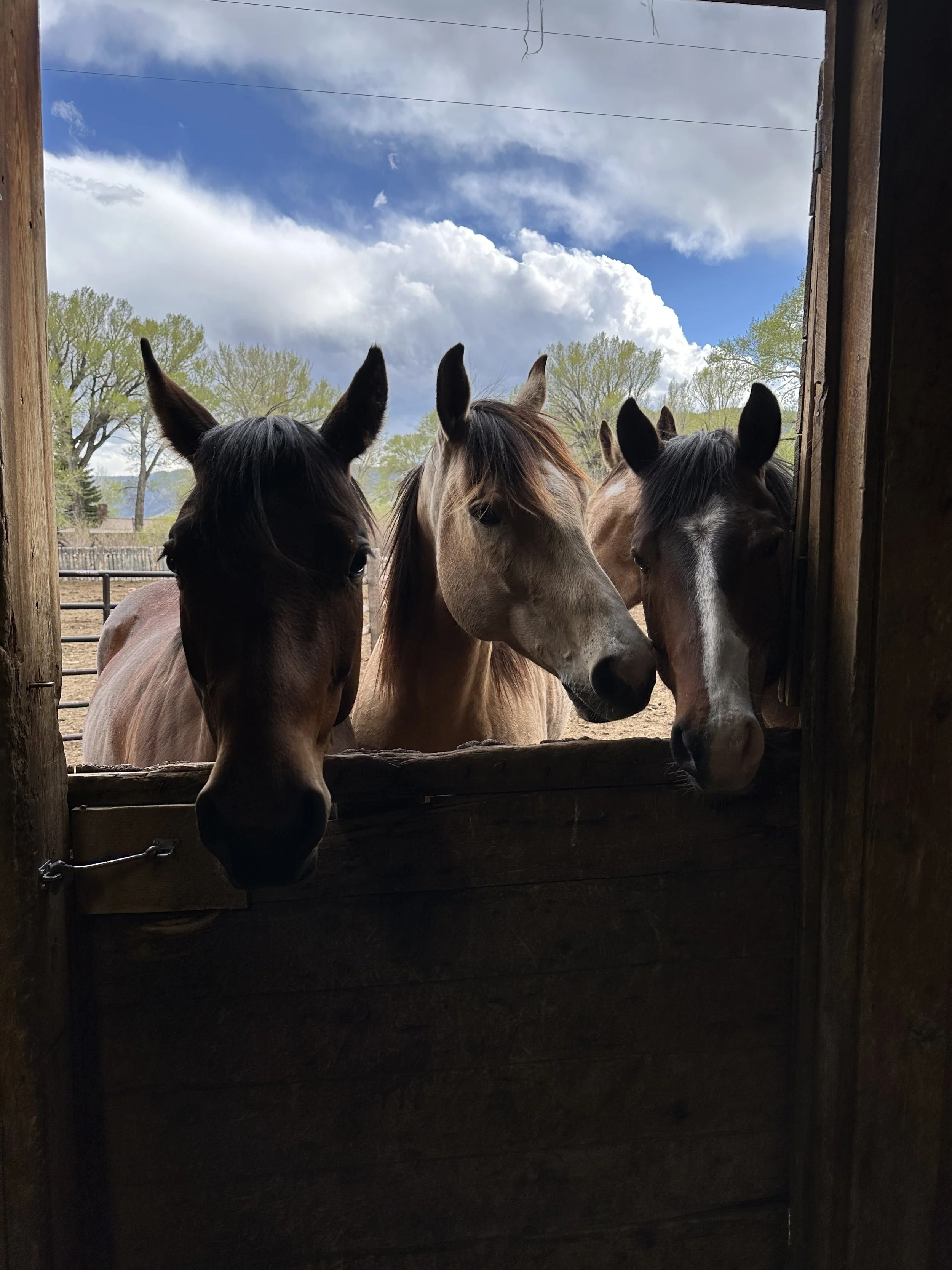 Four horses looking over a wooden stable door with a blue sky and green trees in the background.