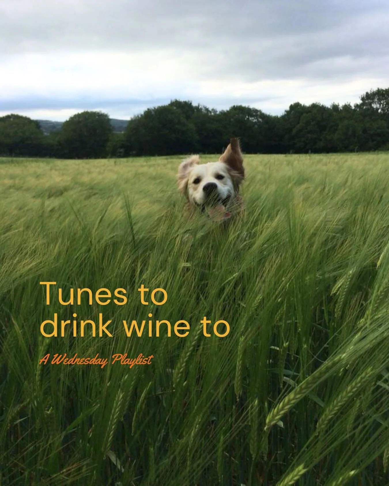 Tunes to drink wine to. Check stories for a longer playlist. π
It’s a short week, champ. You’re almost there. π·π Next week is June, the official start of frolicking season. What’s on your summer playlist?
#frolick #wine #westco