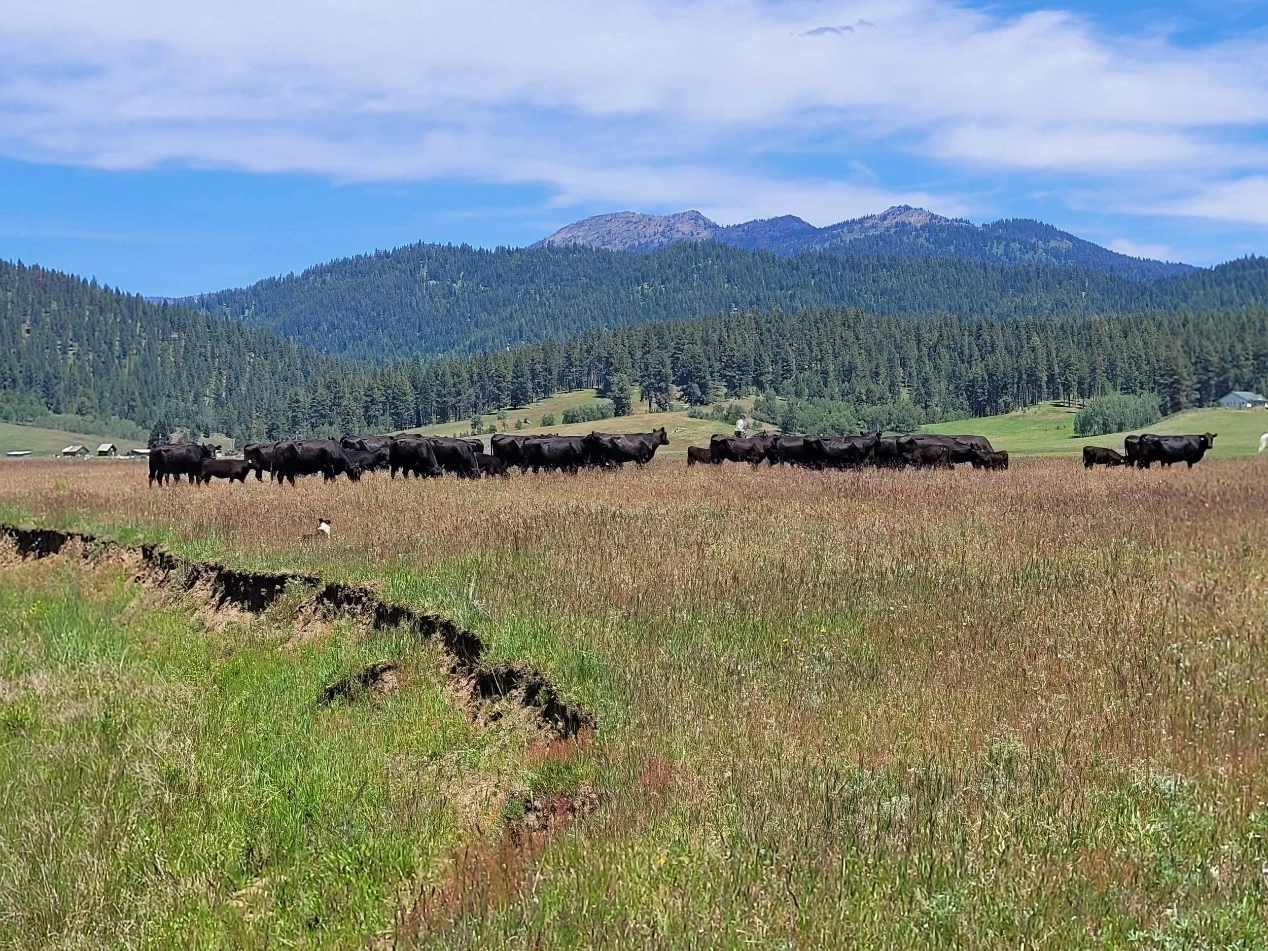 Cattle grazing in a grassy field with mountains and pine trees in the background under a blue sky.