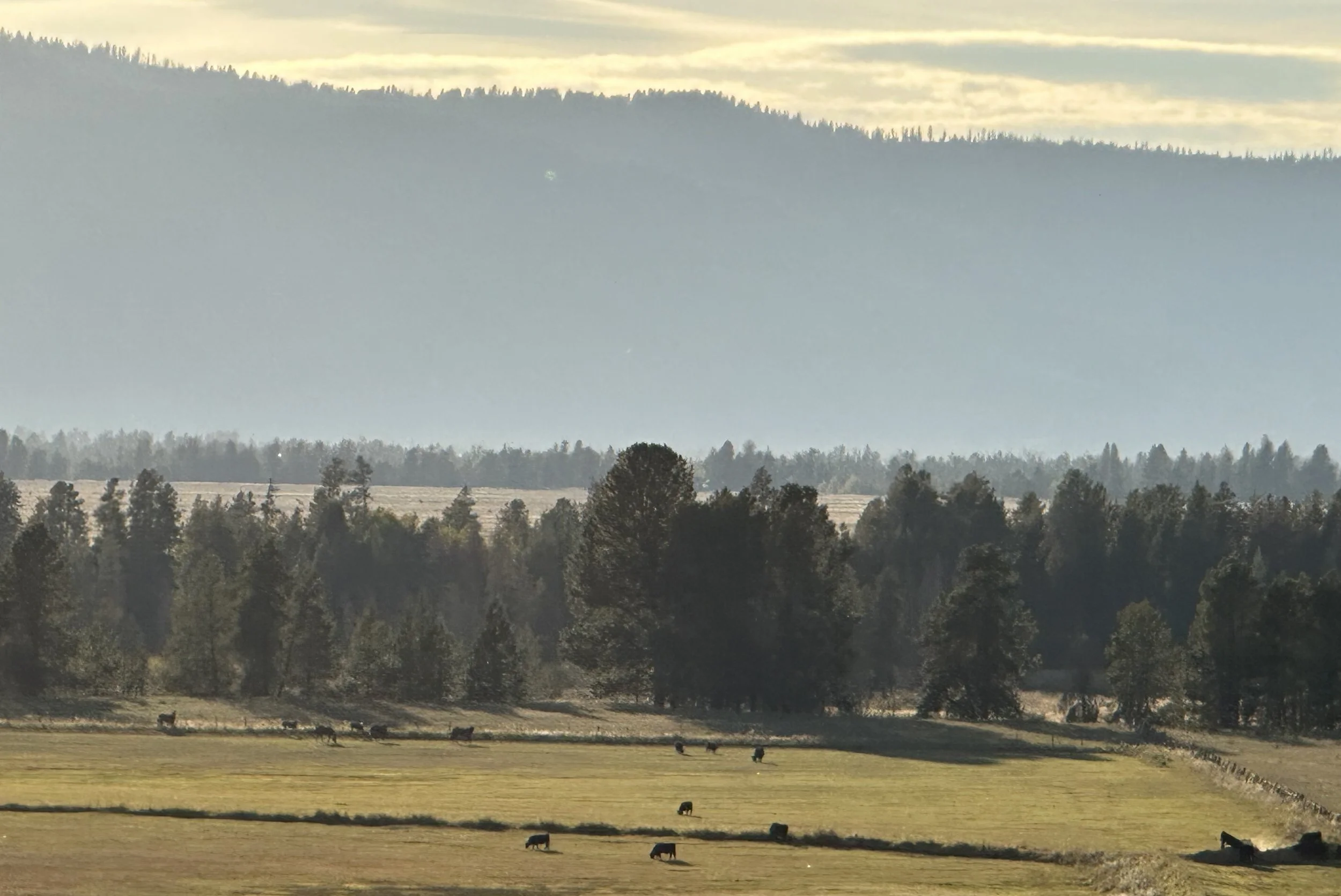 Cows grazing in a grassy field with a forest and mountains in the background.