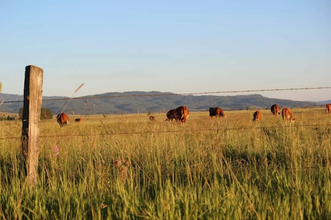Cows grazing in a fenced grassy field with distant hills under a clear blue sky.