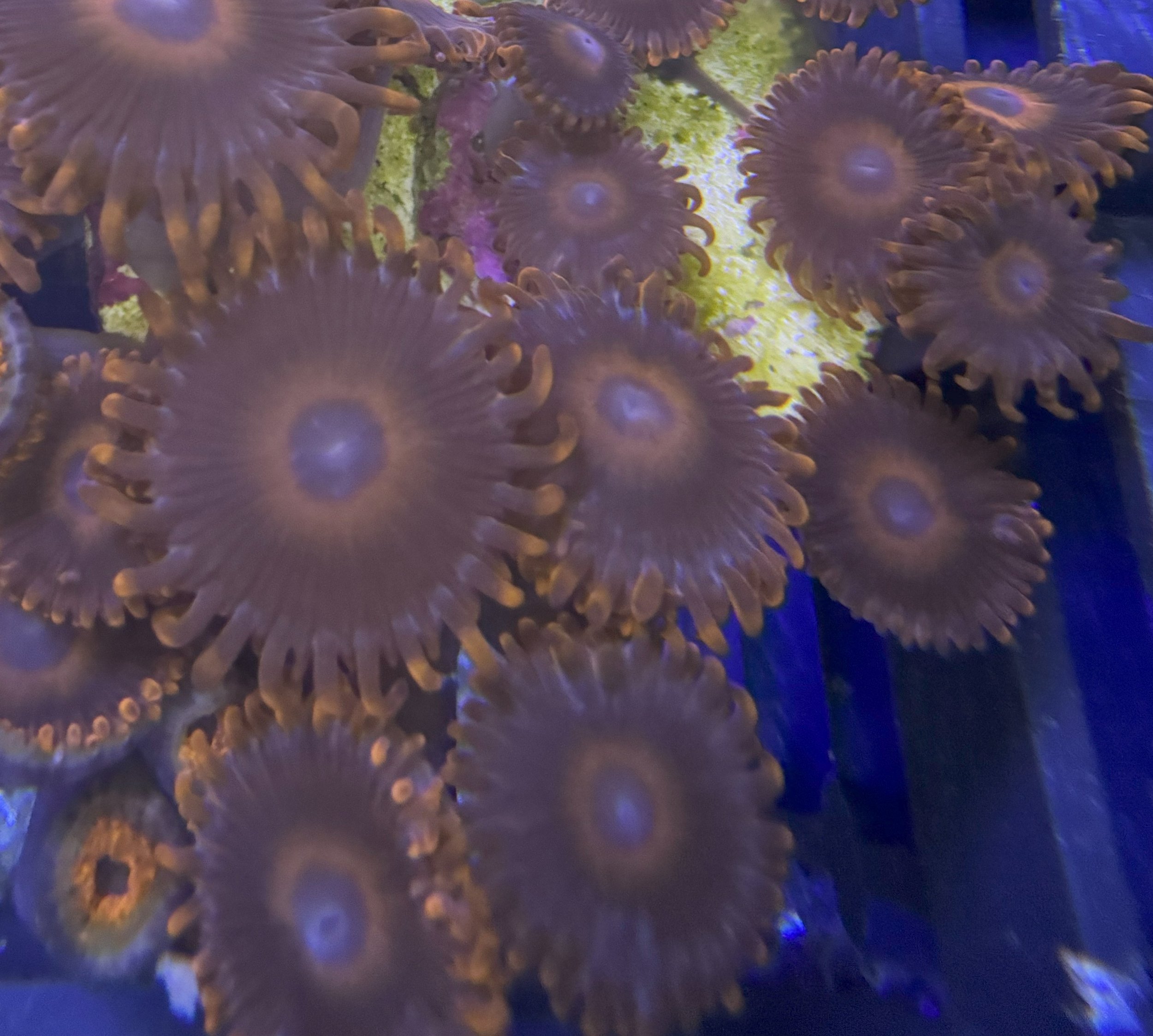 zoas website.jpg
