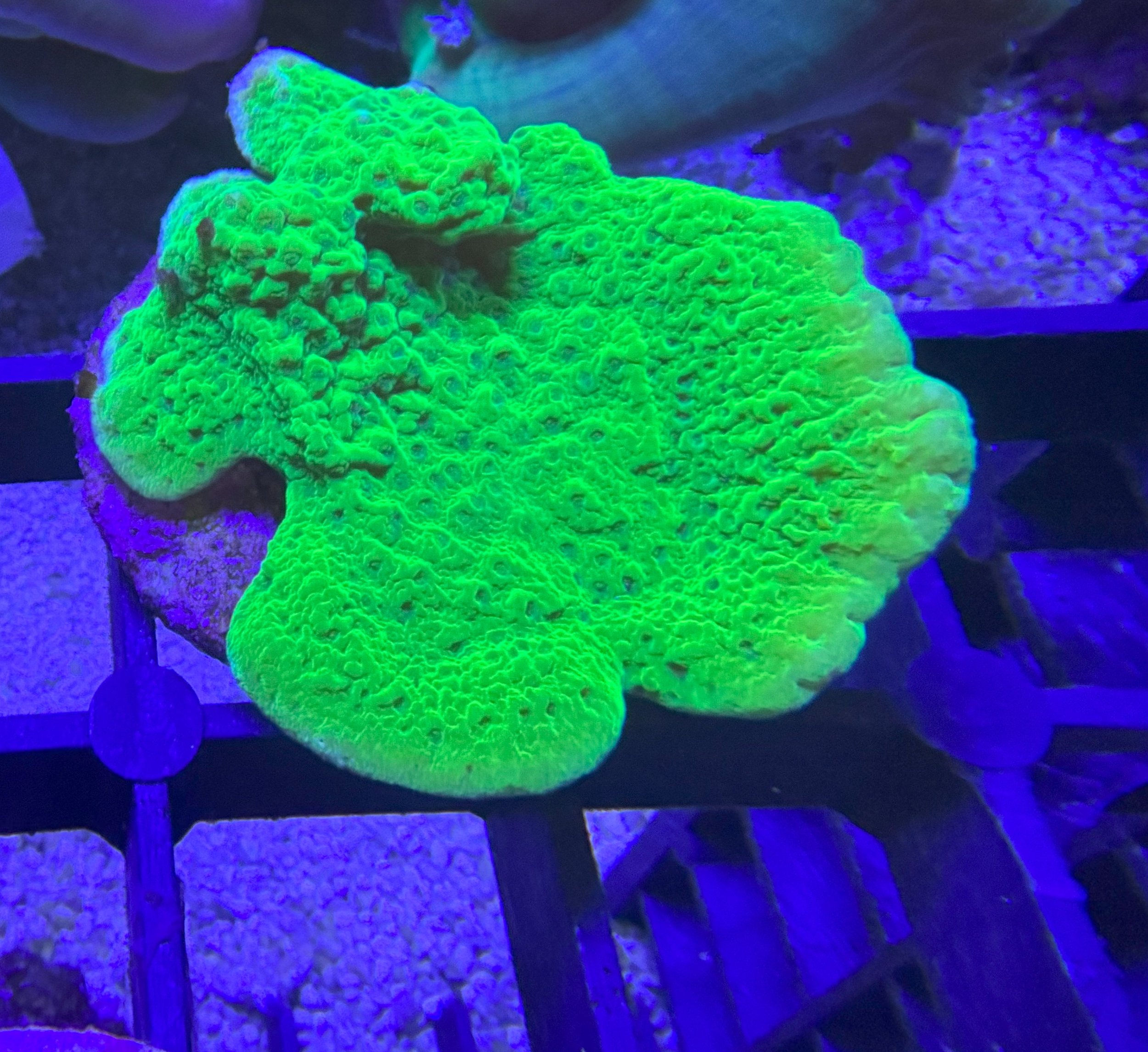 green plating frag .jpg