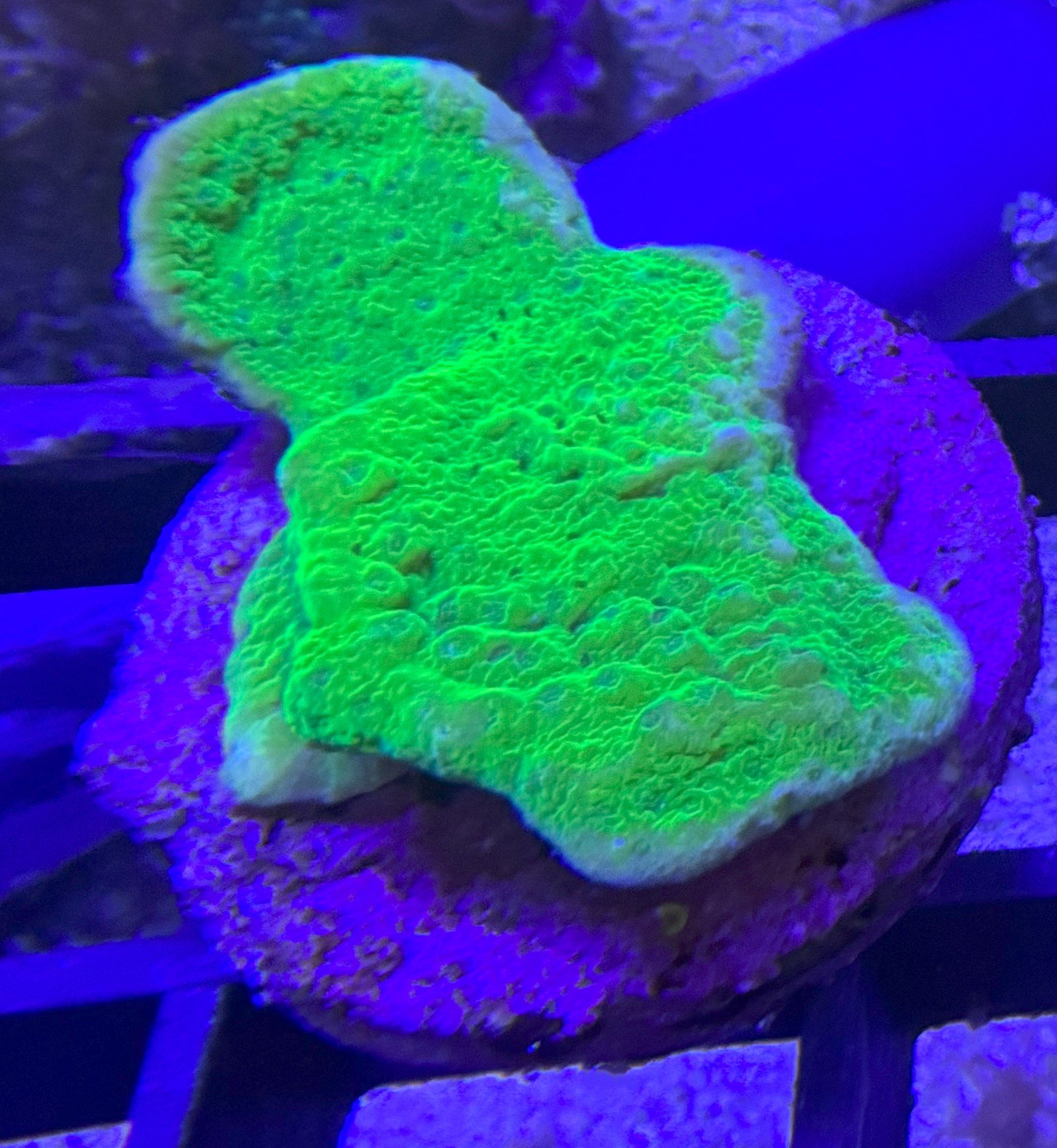 green plating frag 2.jpg
