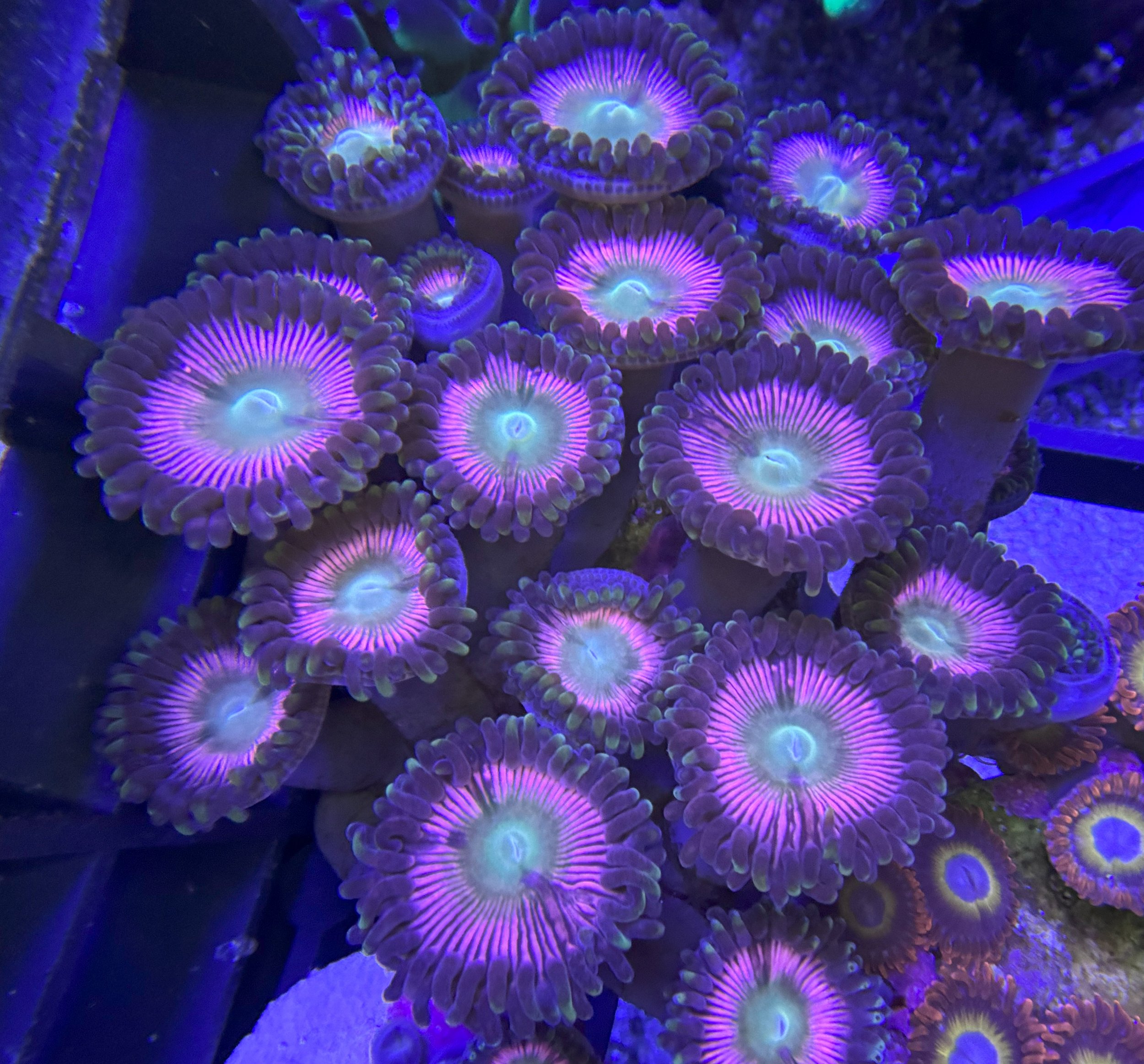 zoas1.jpg
