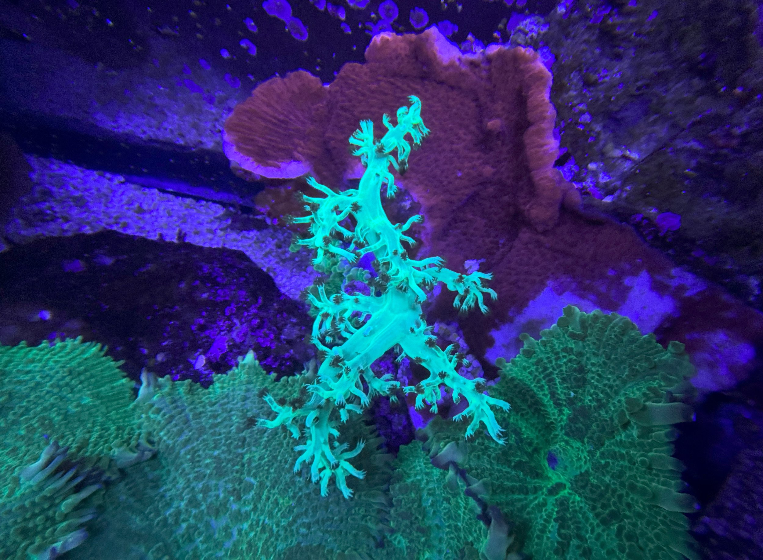 Tree frag .jpg