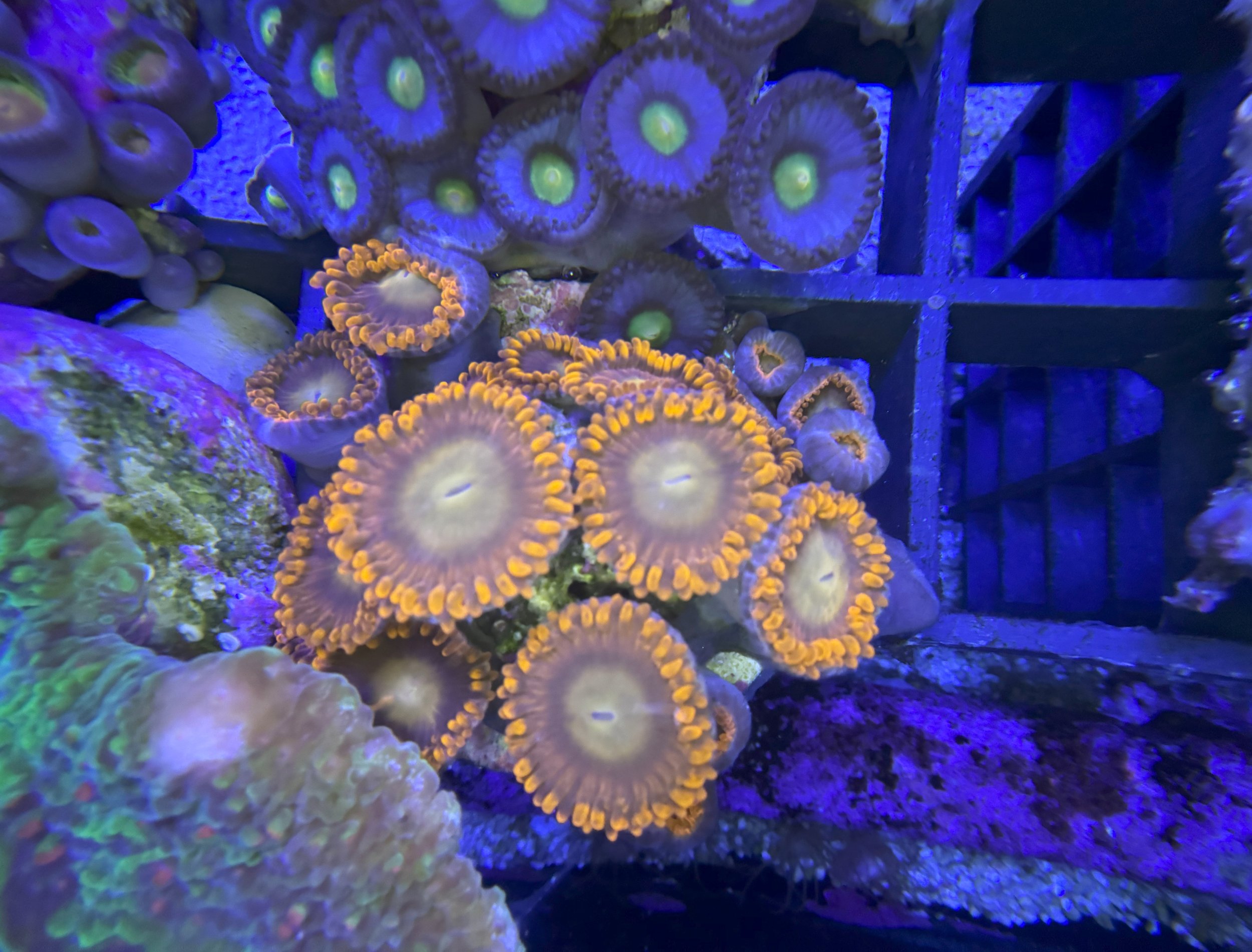 orange zoas.jpg