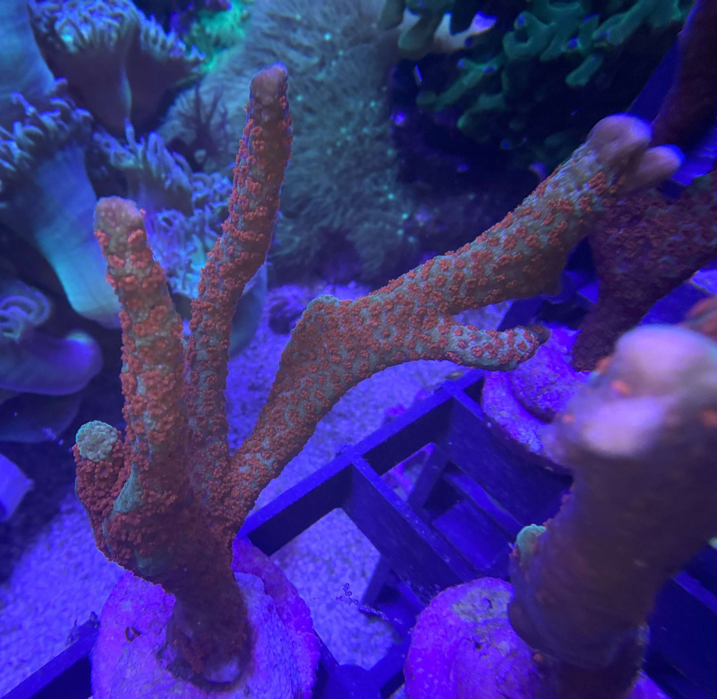 Forest Fire Montipora Digitata