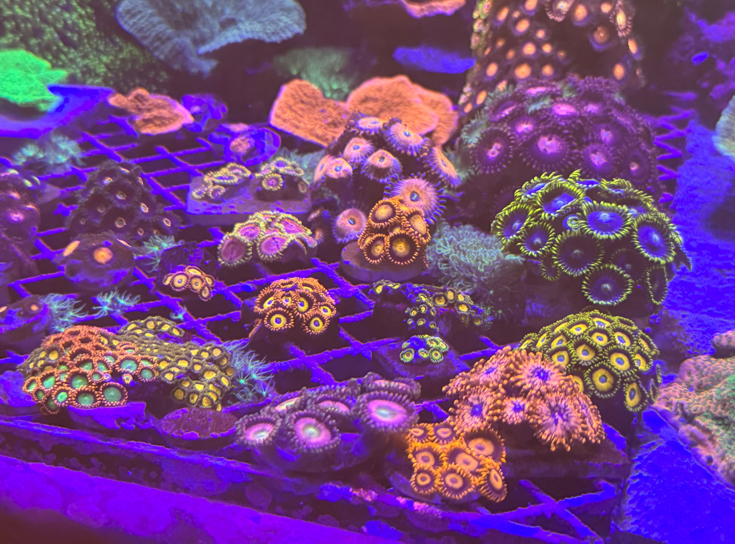 Zoa .jpg
