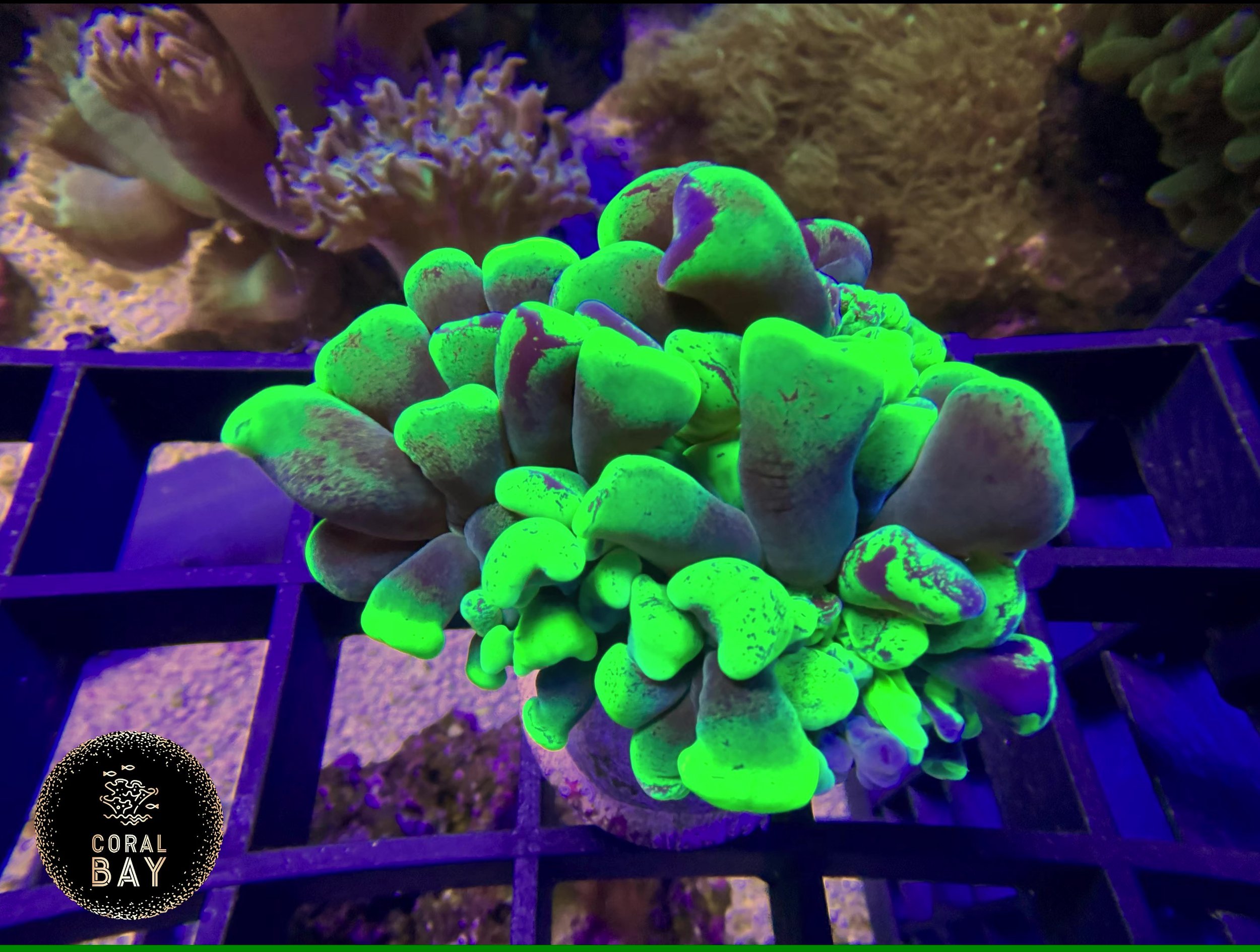 toxic green splatter hammer