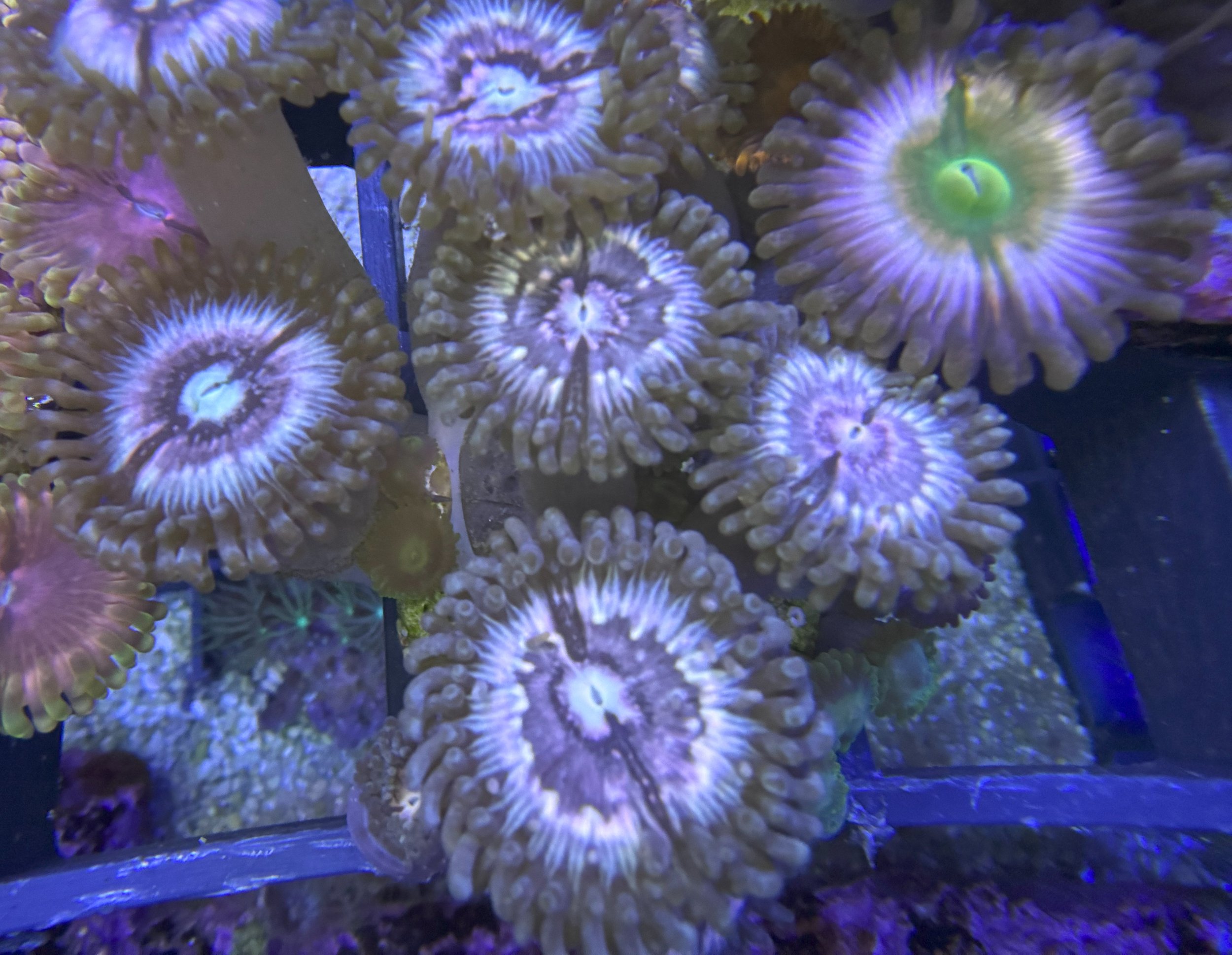 zoas 4.jpg