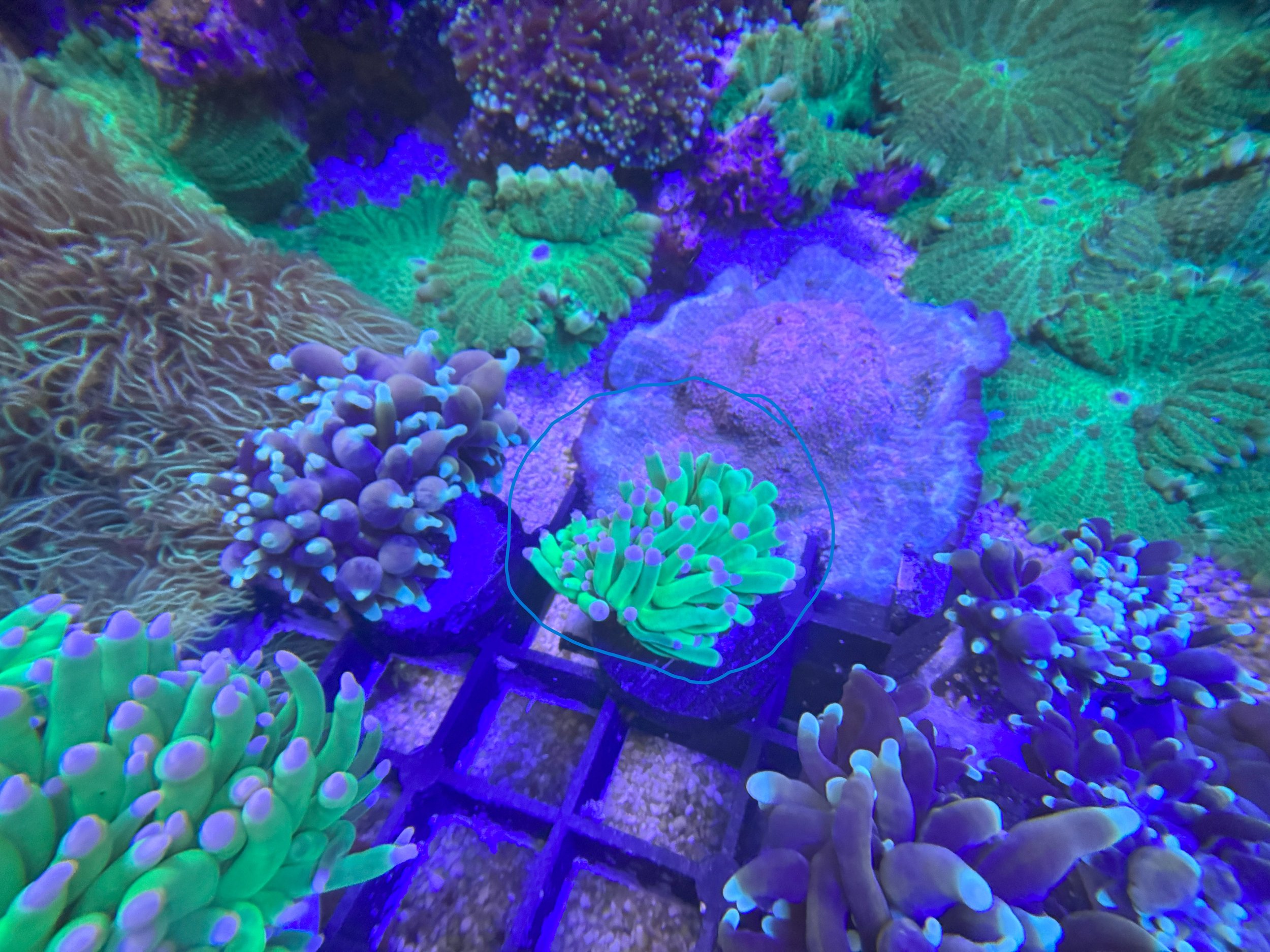 Torch frag cotton .jpg