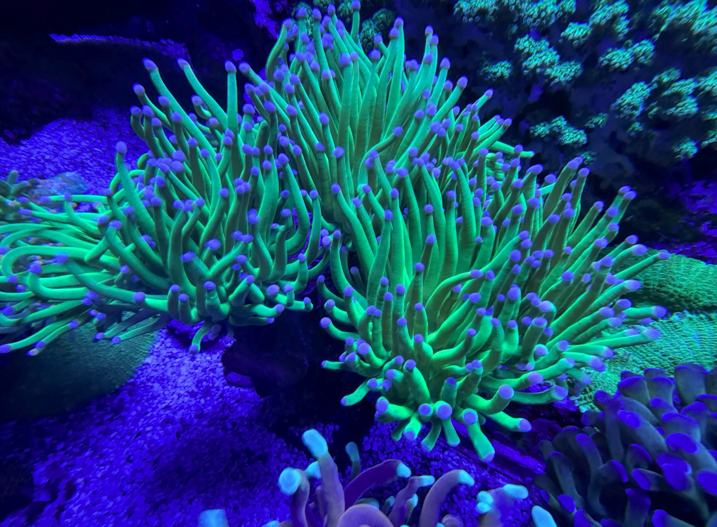 Cotton Candy Grail Torch