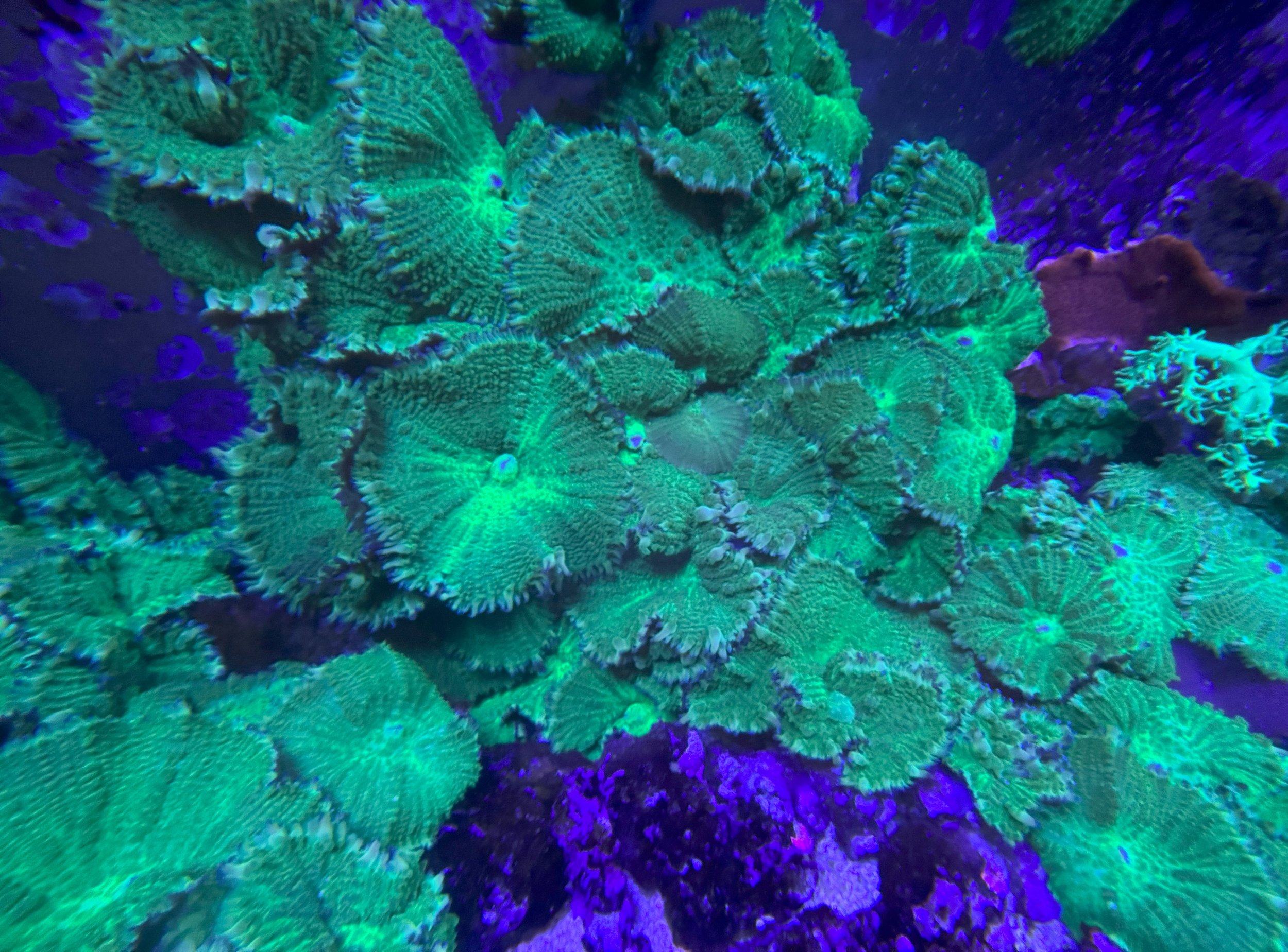 green mushrrom colony .jpg