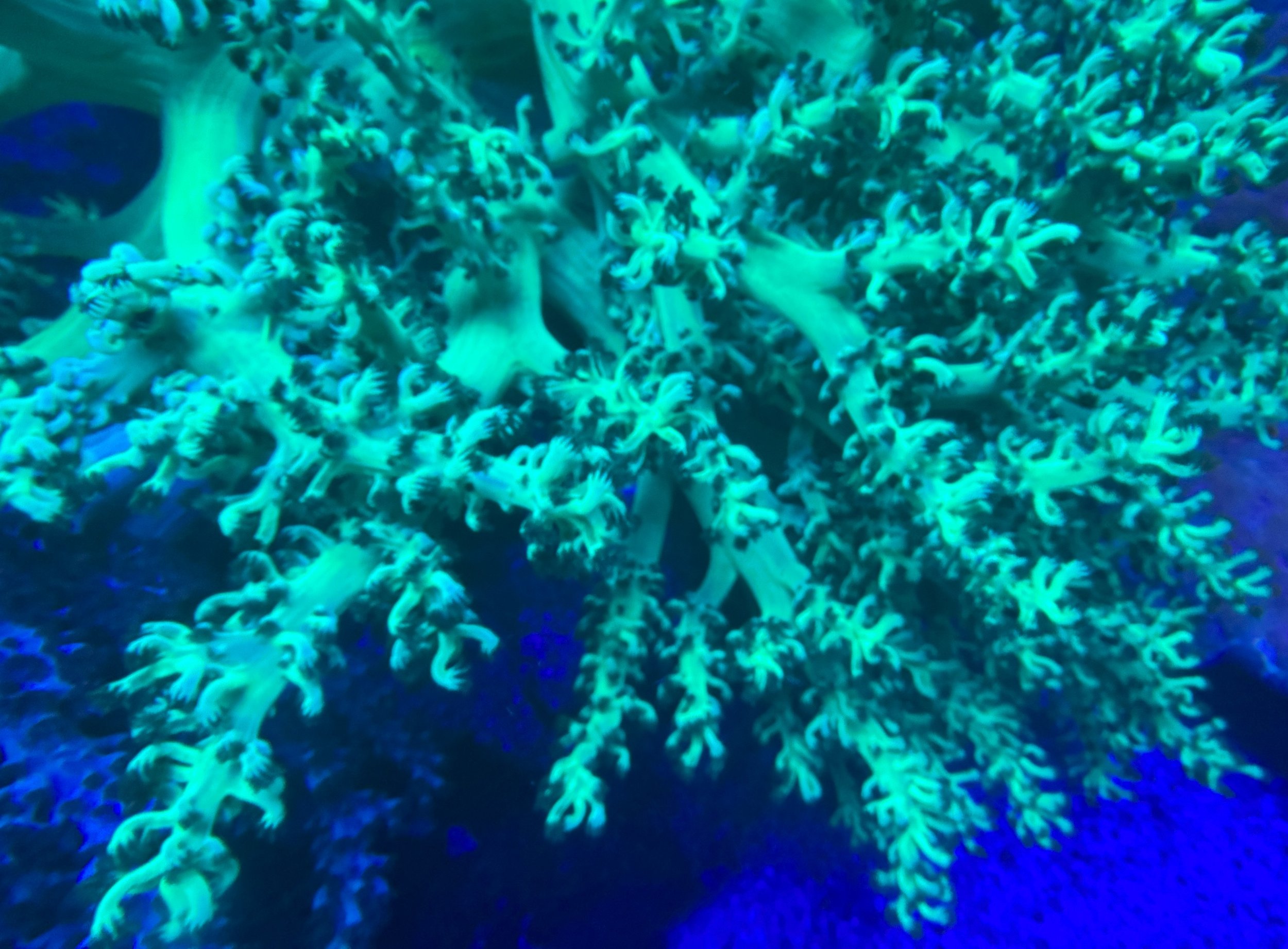 Tree colony.jpg