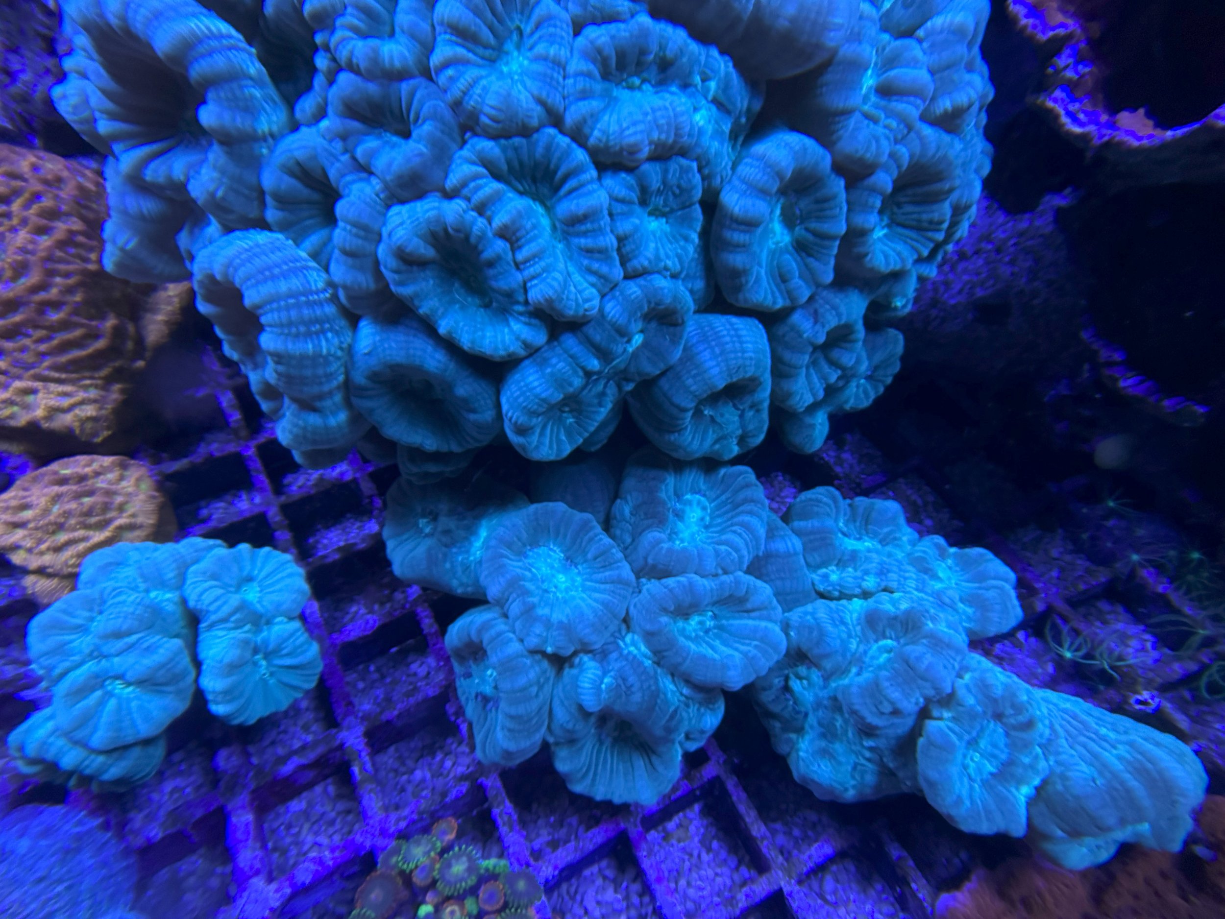Candy cane colony.jpg