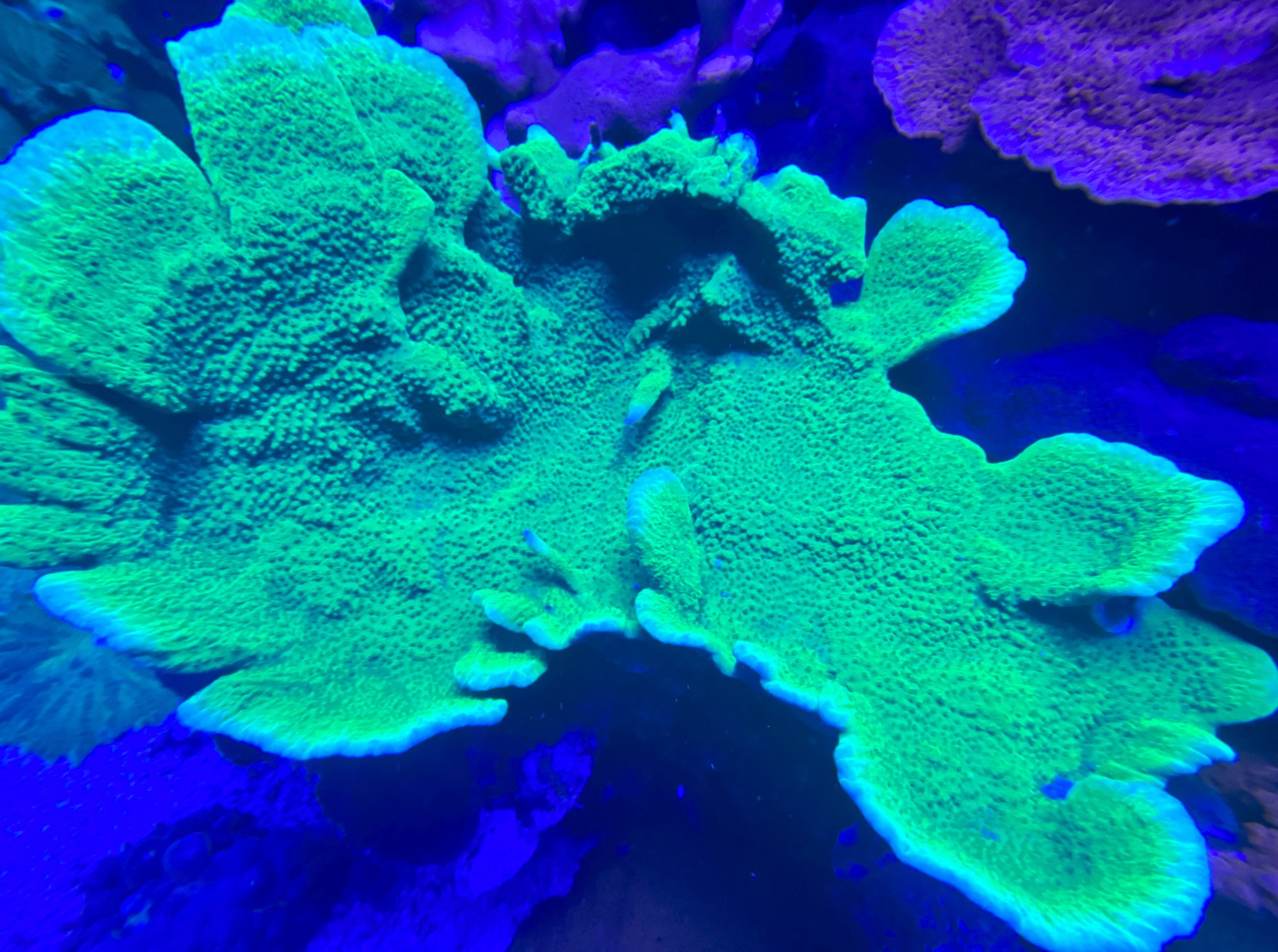 Toxic Lime Plating Montipora