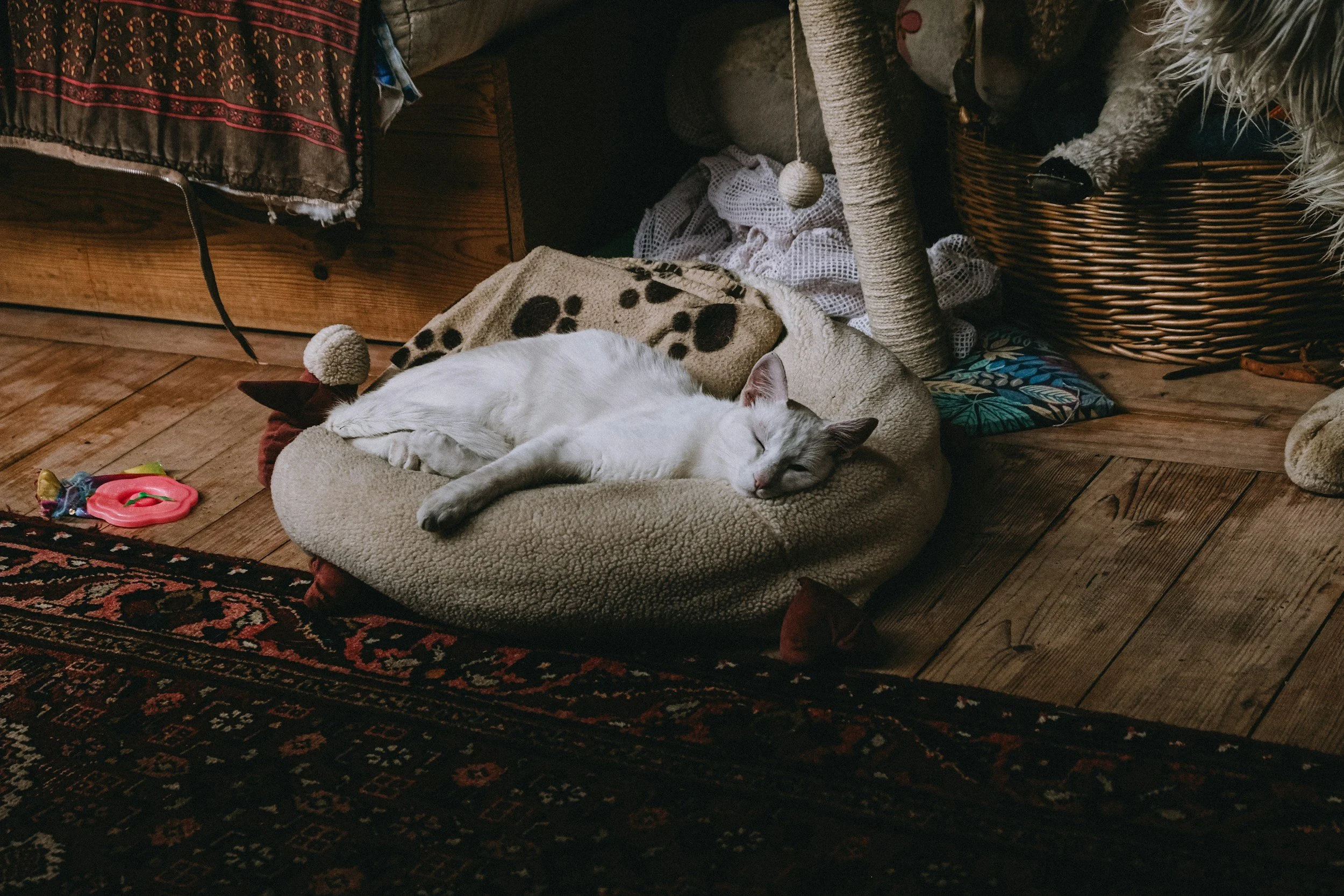 cat sleeping on brown cat bed