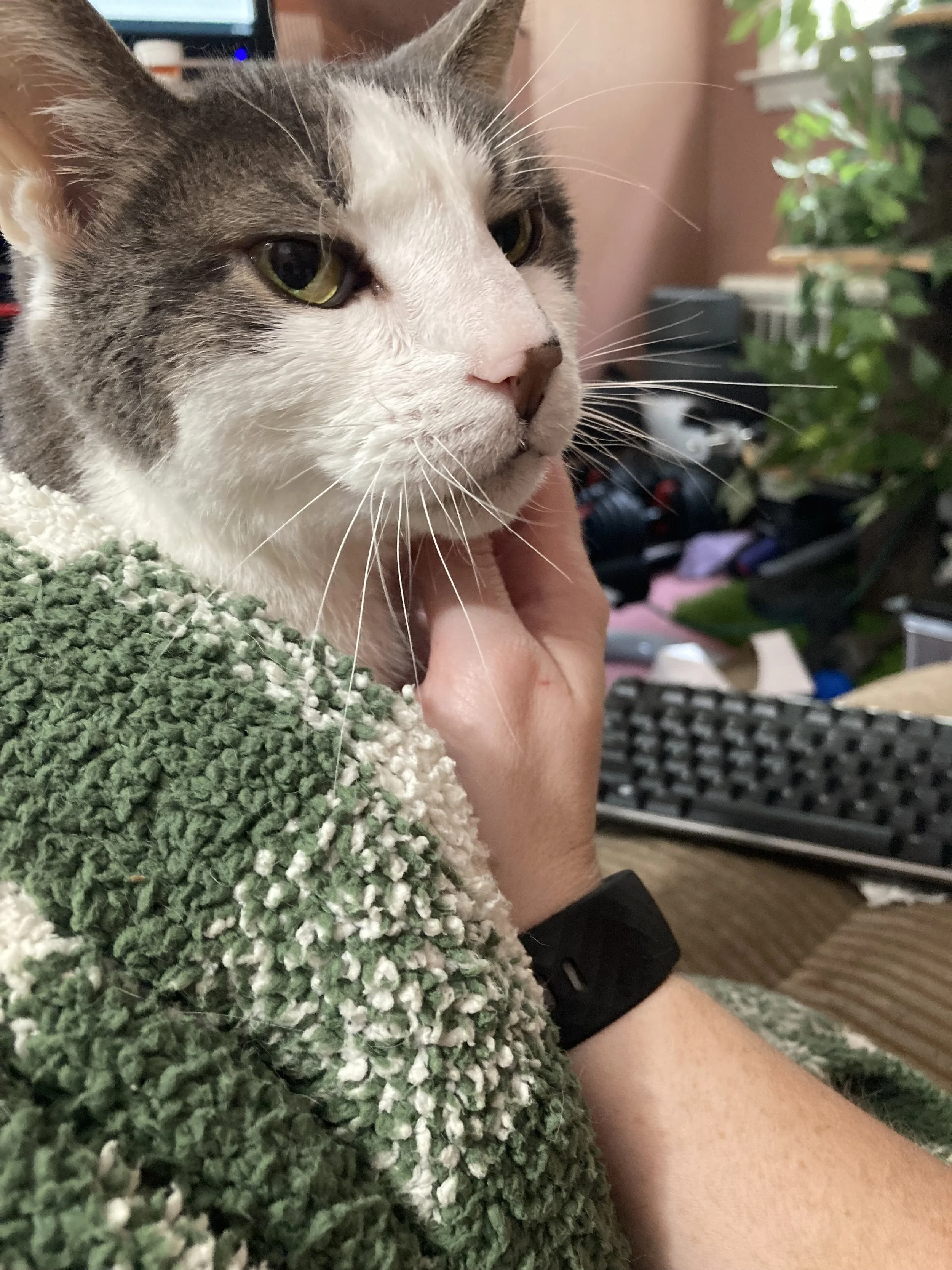 grey and white cat sitting under a green and white blanket getting chin scratches