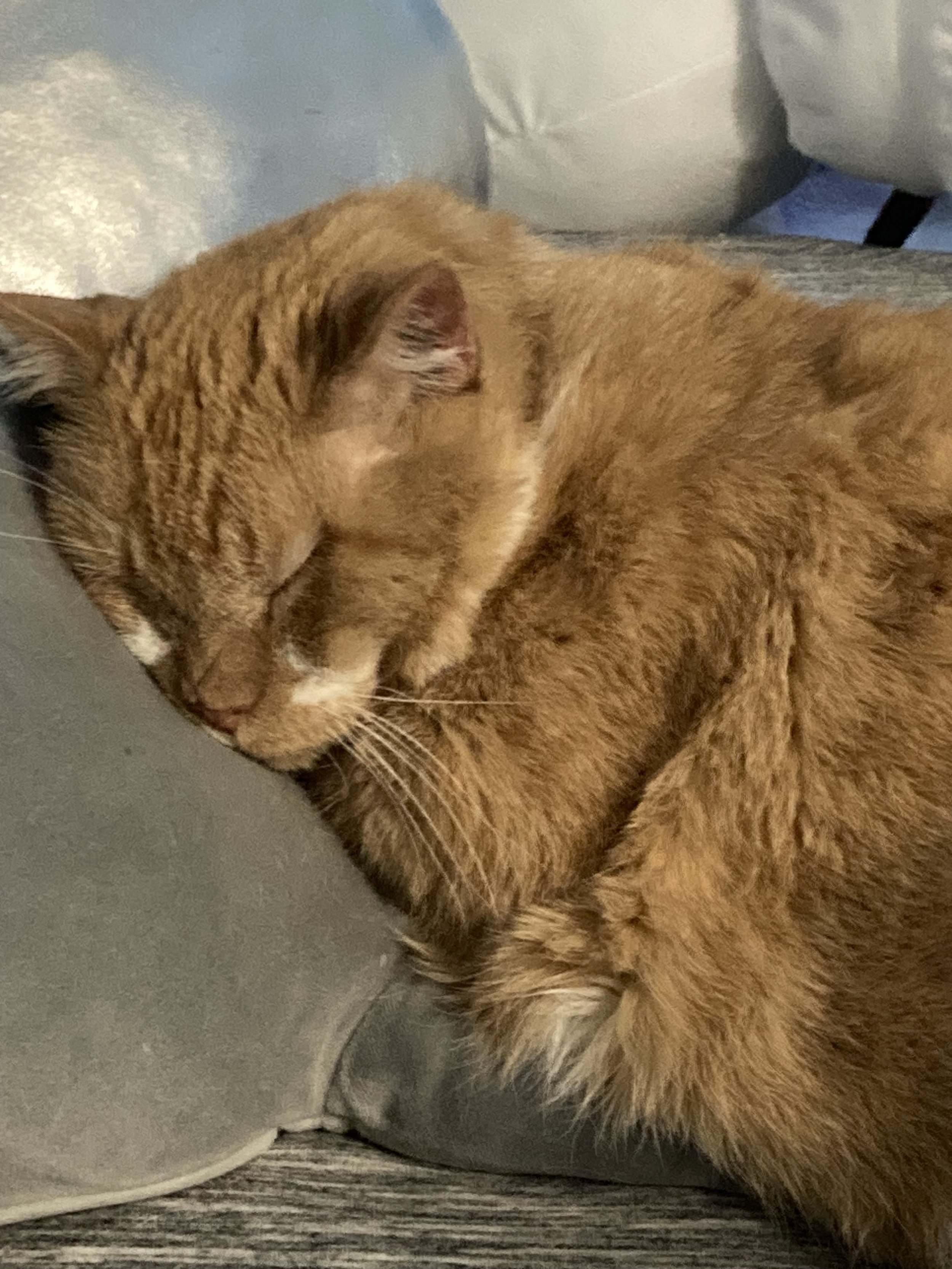 orange cat curled up in a cozy ball shape