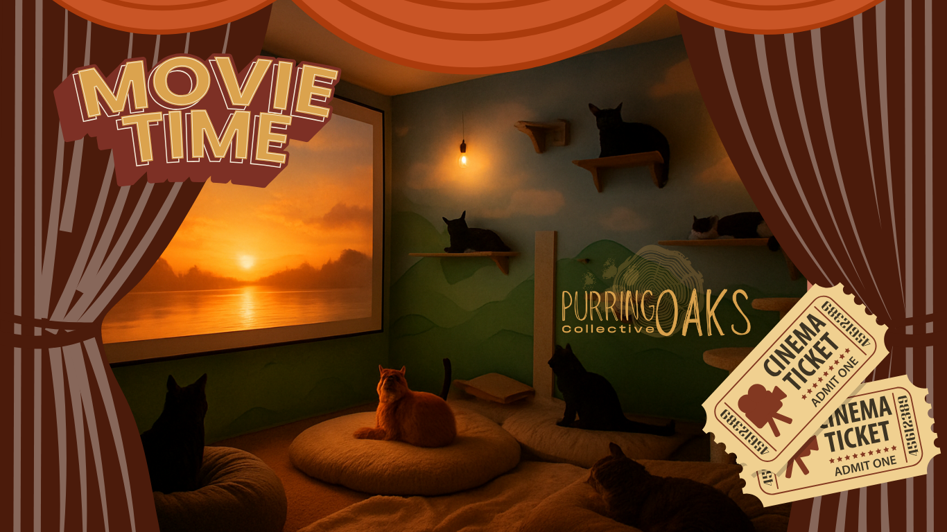 Catopia Cinema — Winter Comfort Edition